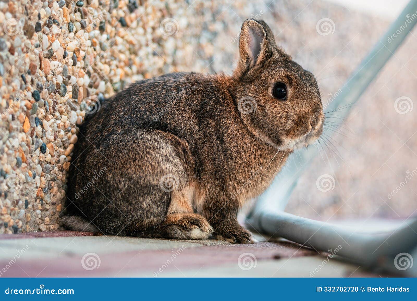 cute little brown pygmy rabbit looking into the camera with its black eyes
