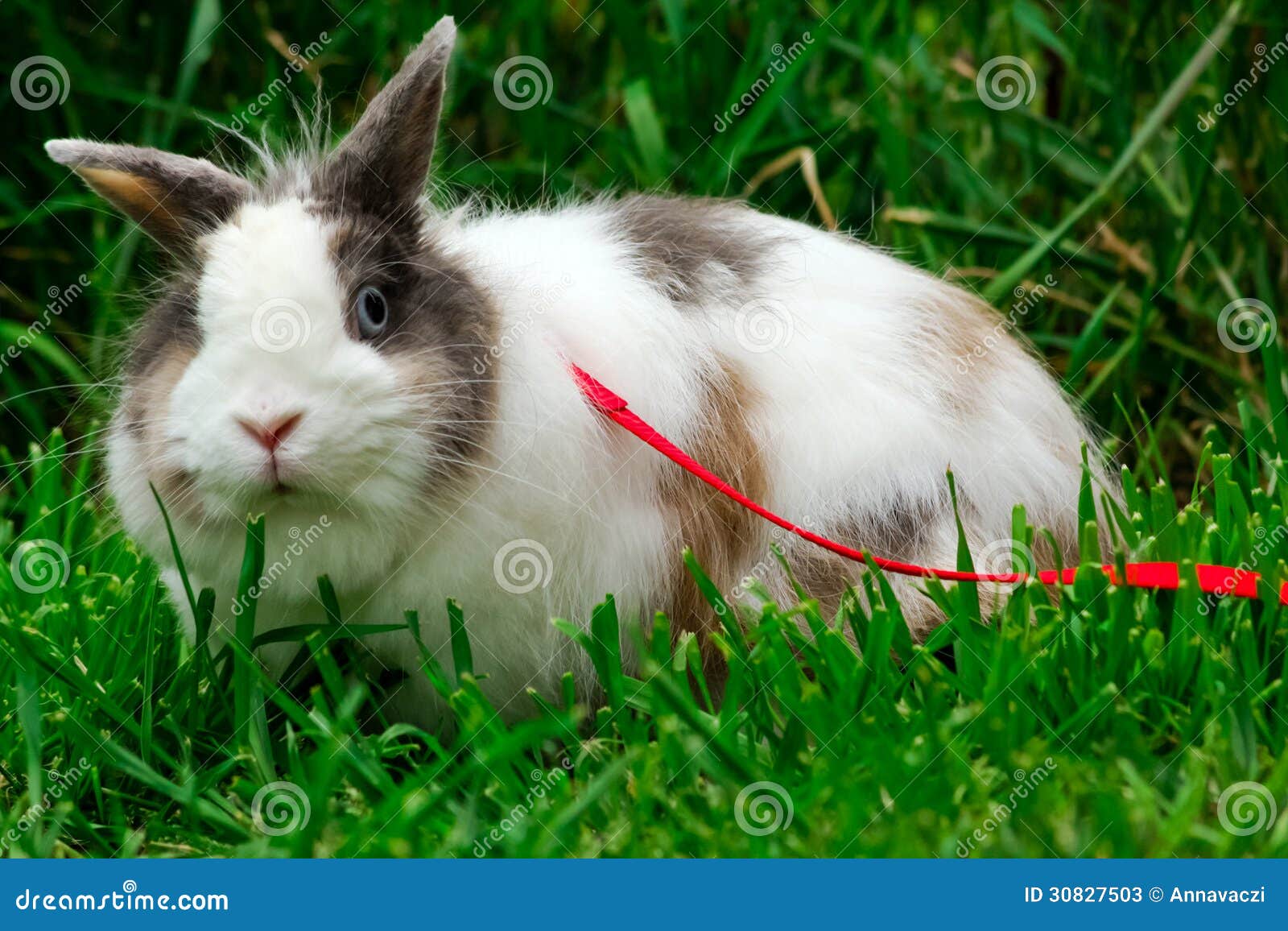 Cute little bunny on leash stock image. Image of outside 30827503