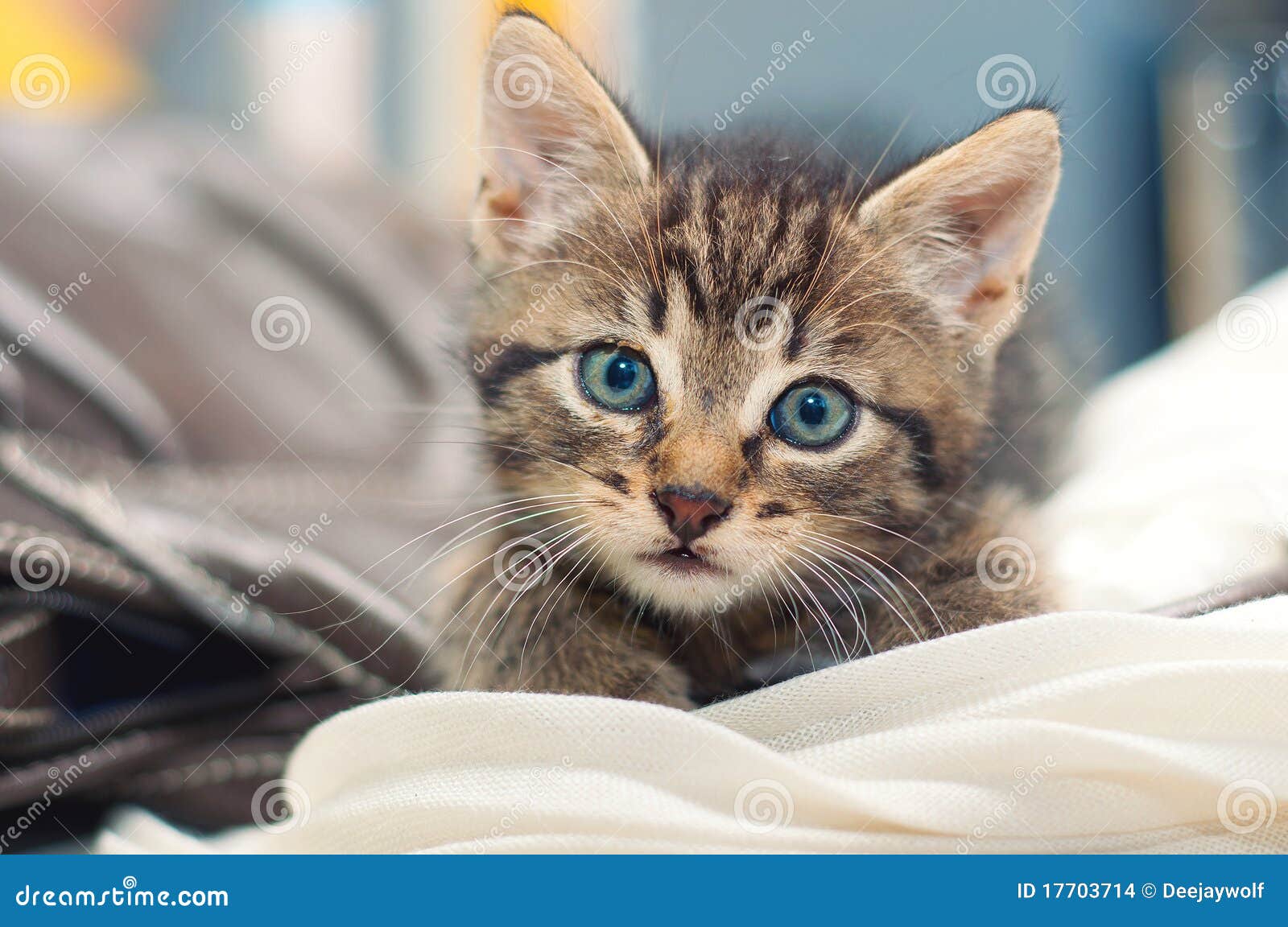 Cute Little Cat is Lying on a Blanket Stock Photo Image of frisky