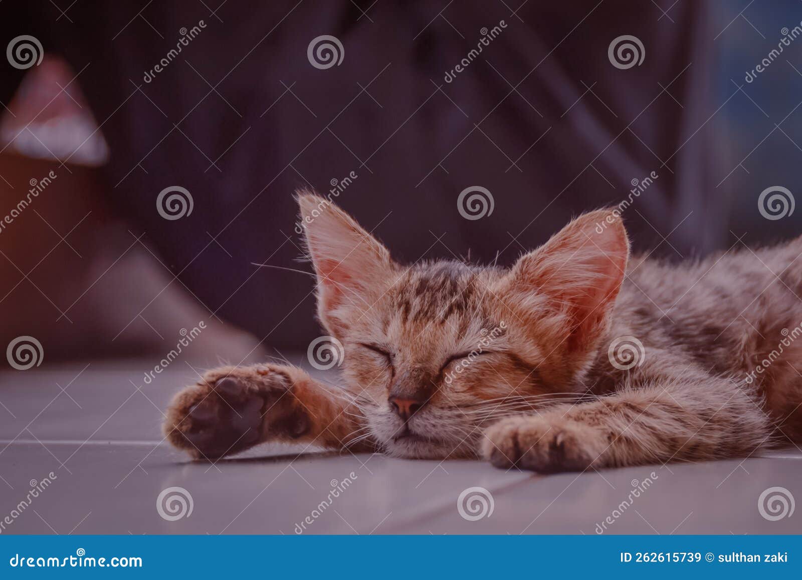 Cute Little Cat Sleeping stock image. Image of cute 262615739