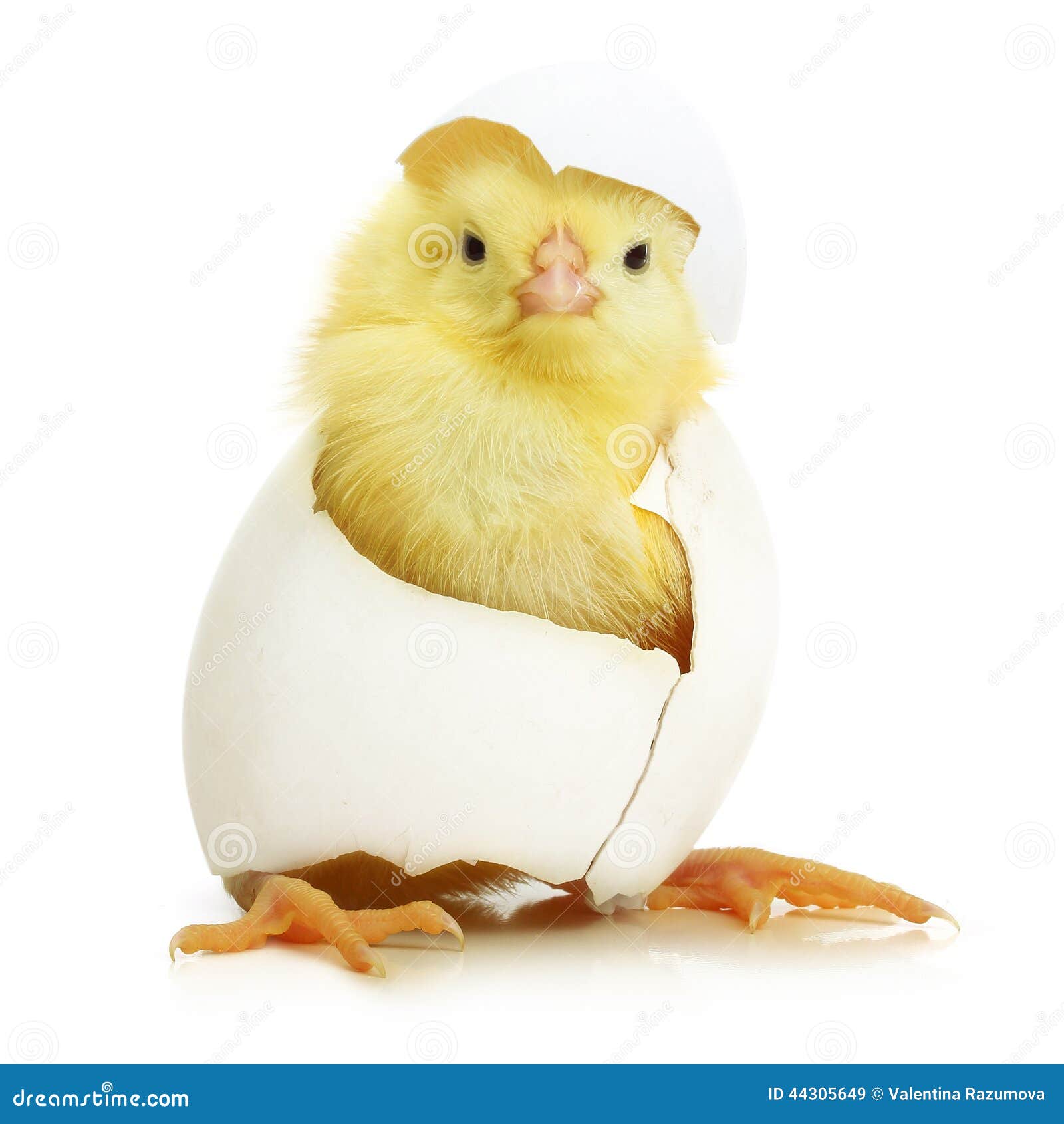 cute little chicken coming out of a white egg