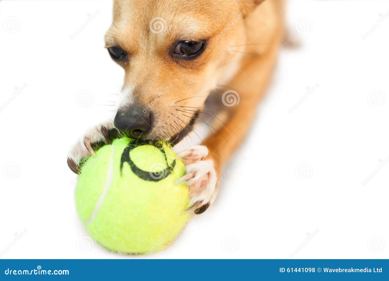 Cute Little Dog Chewing on Ball Stock Photo Image of adorable, white