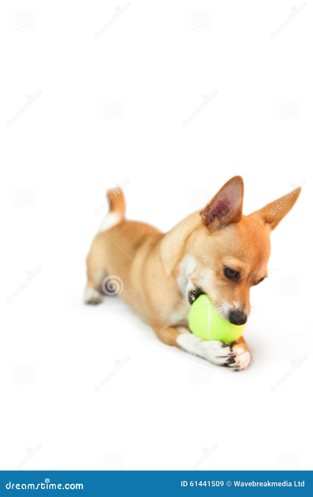 Cute Little Dog Chewing on Ball Stock Image Image of chewing