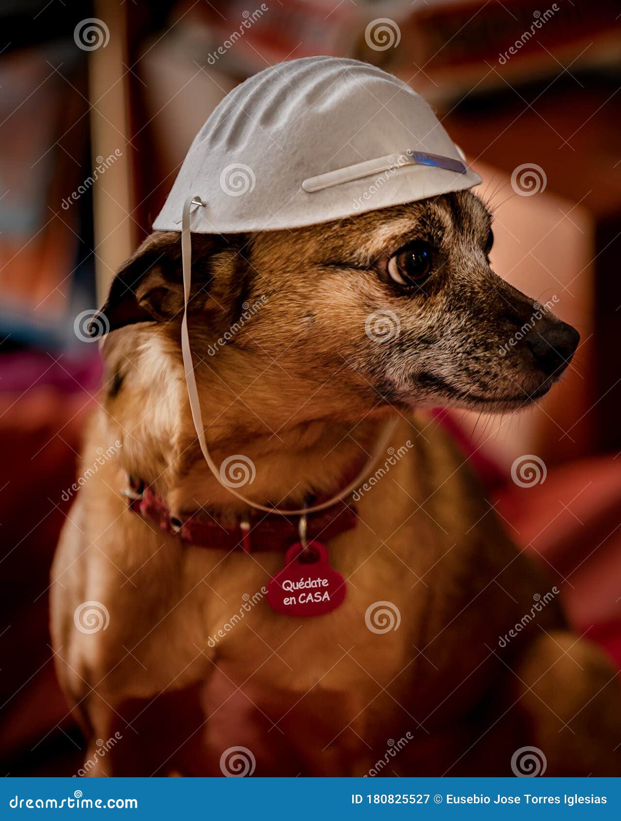cute little dog with face mask and a plate with spanish words `quedate en casa` translation: stay at home