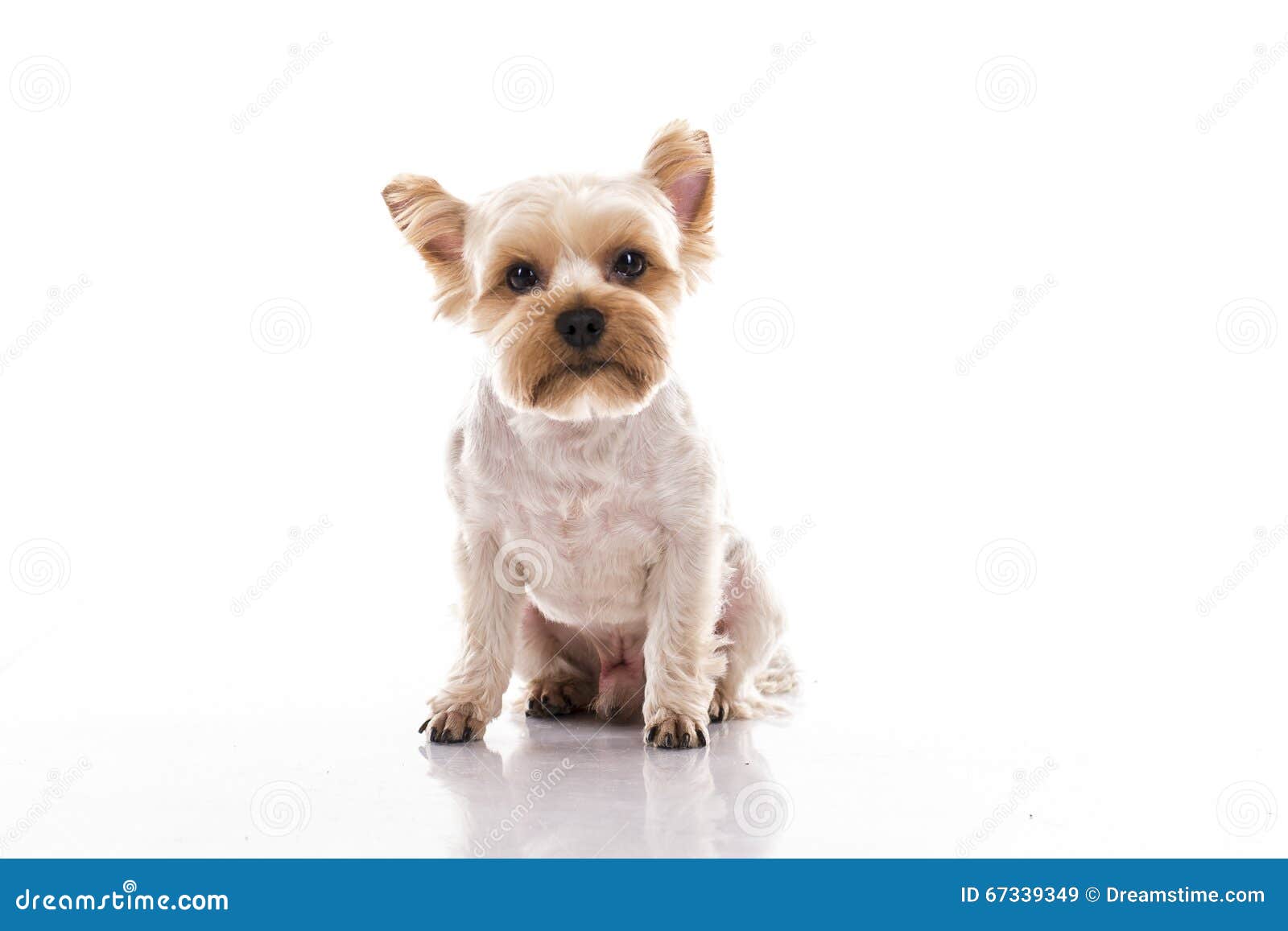 Cute Little Dog on a White Background Stock Image - Image of concepts