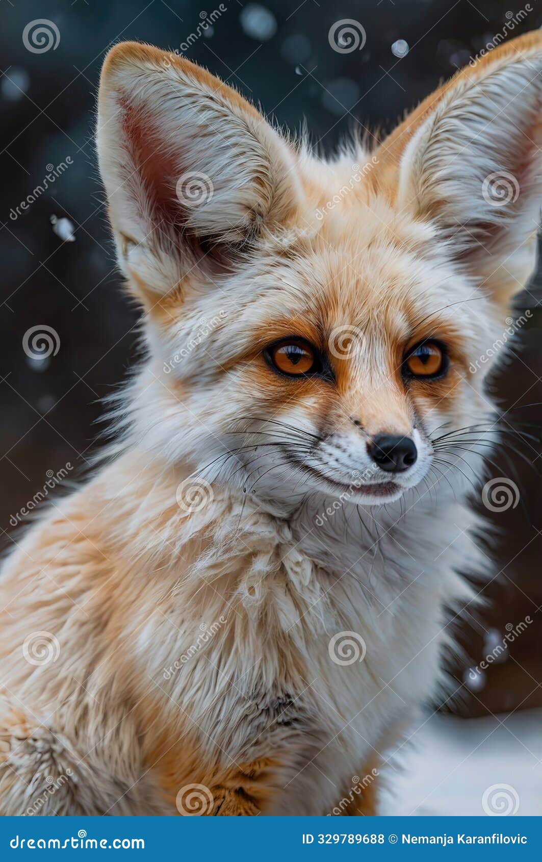 A Cute Little Fox with Big Ears and a Big Smile Stock Illustration