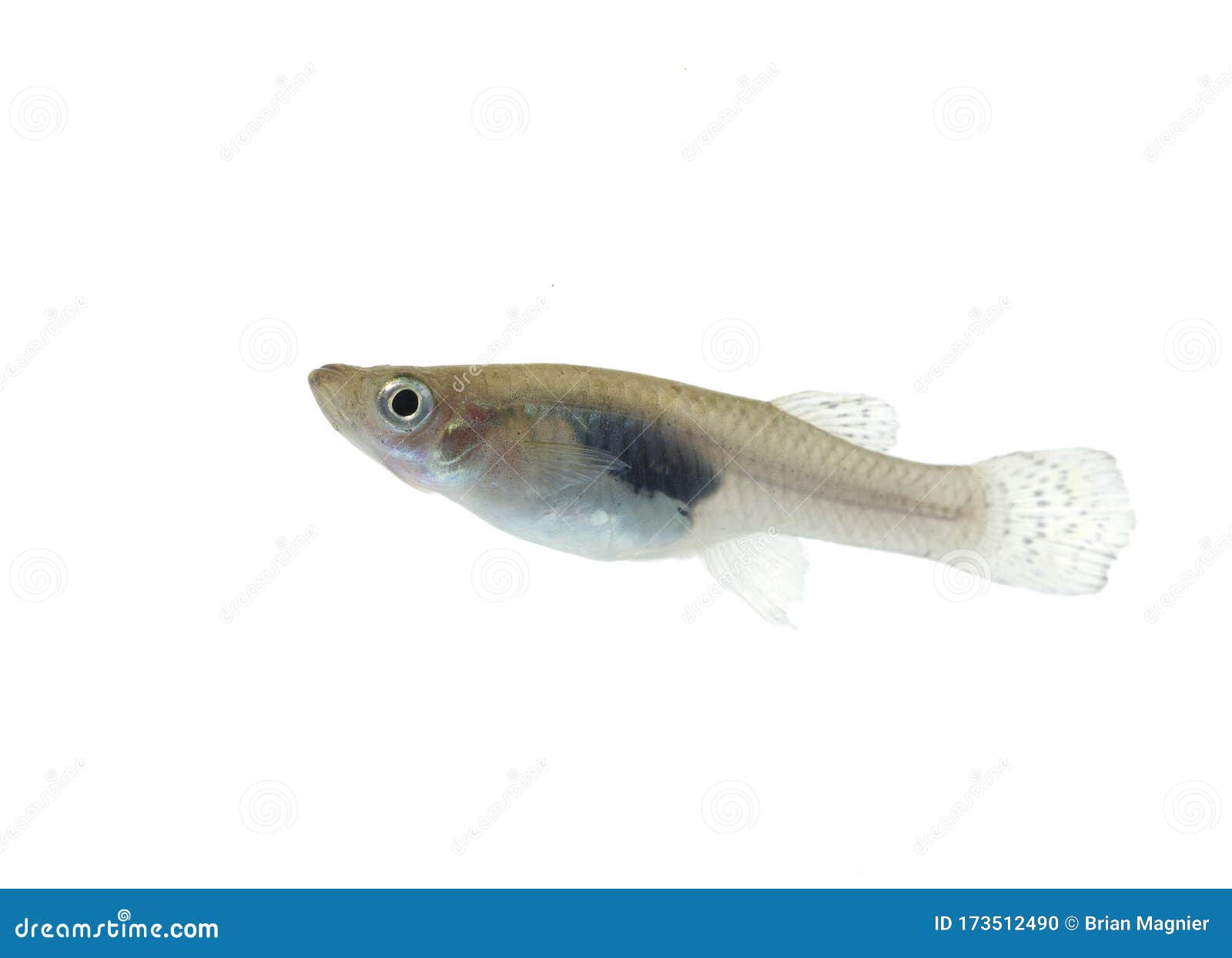 Cute Minnow Stock Photos - Free & Royalty-Free Stock Photos from Dreamstime