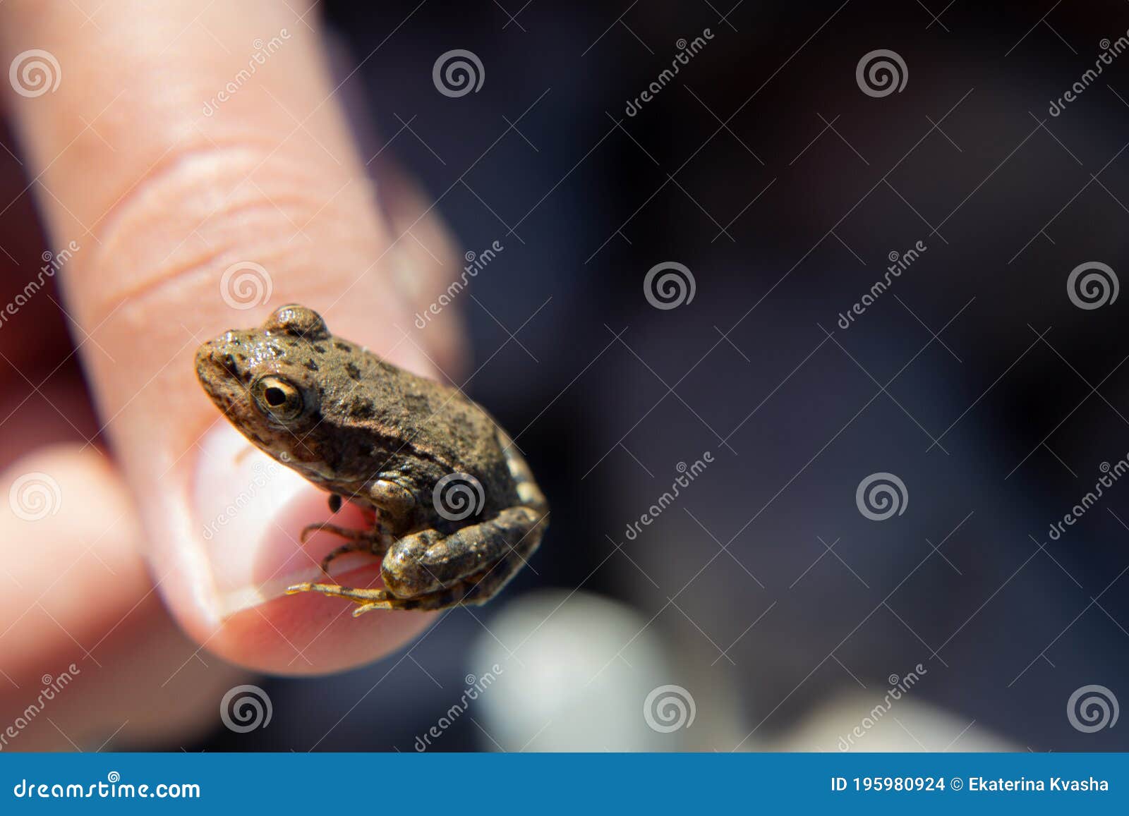 153 Tiny Frog Palm Hand Stock Photos - Free & Royalty-Free Stock Photos  from Dreamstime
