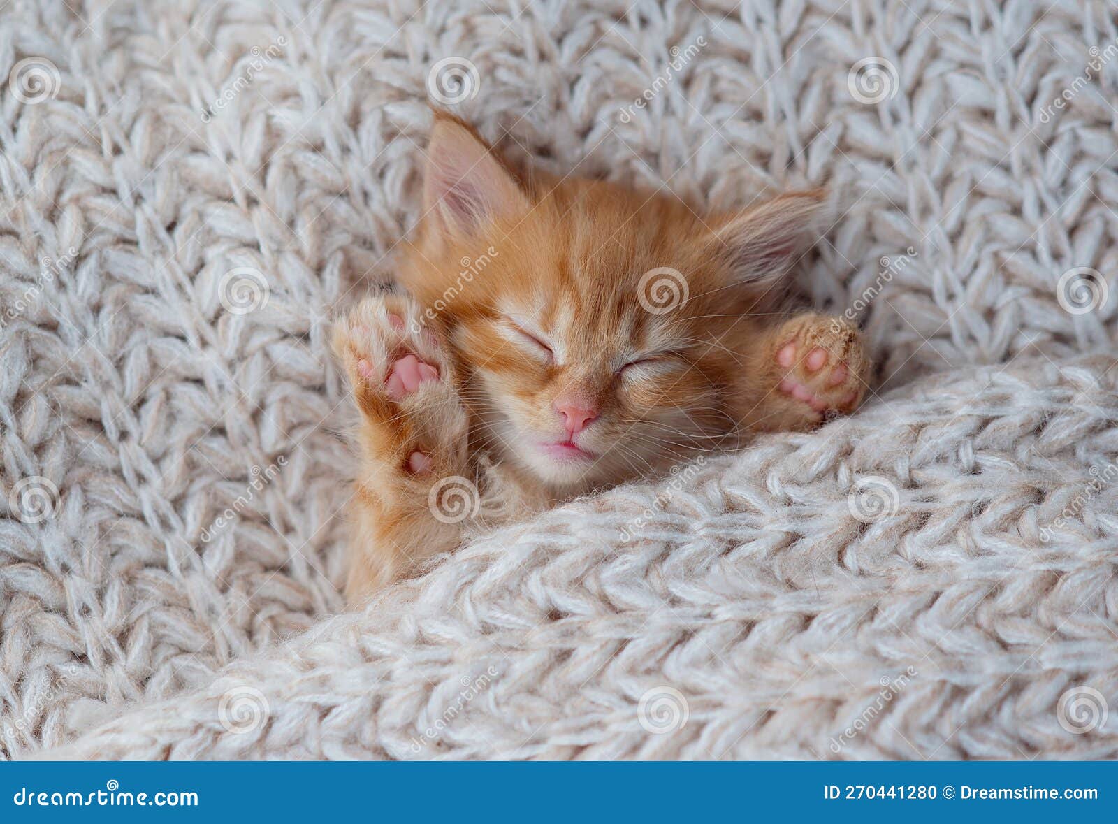 Cute Little Ginger Kitten Sleeps on Fur Blanket Stock Photo Image of
