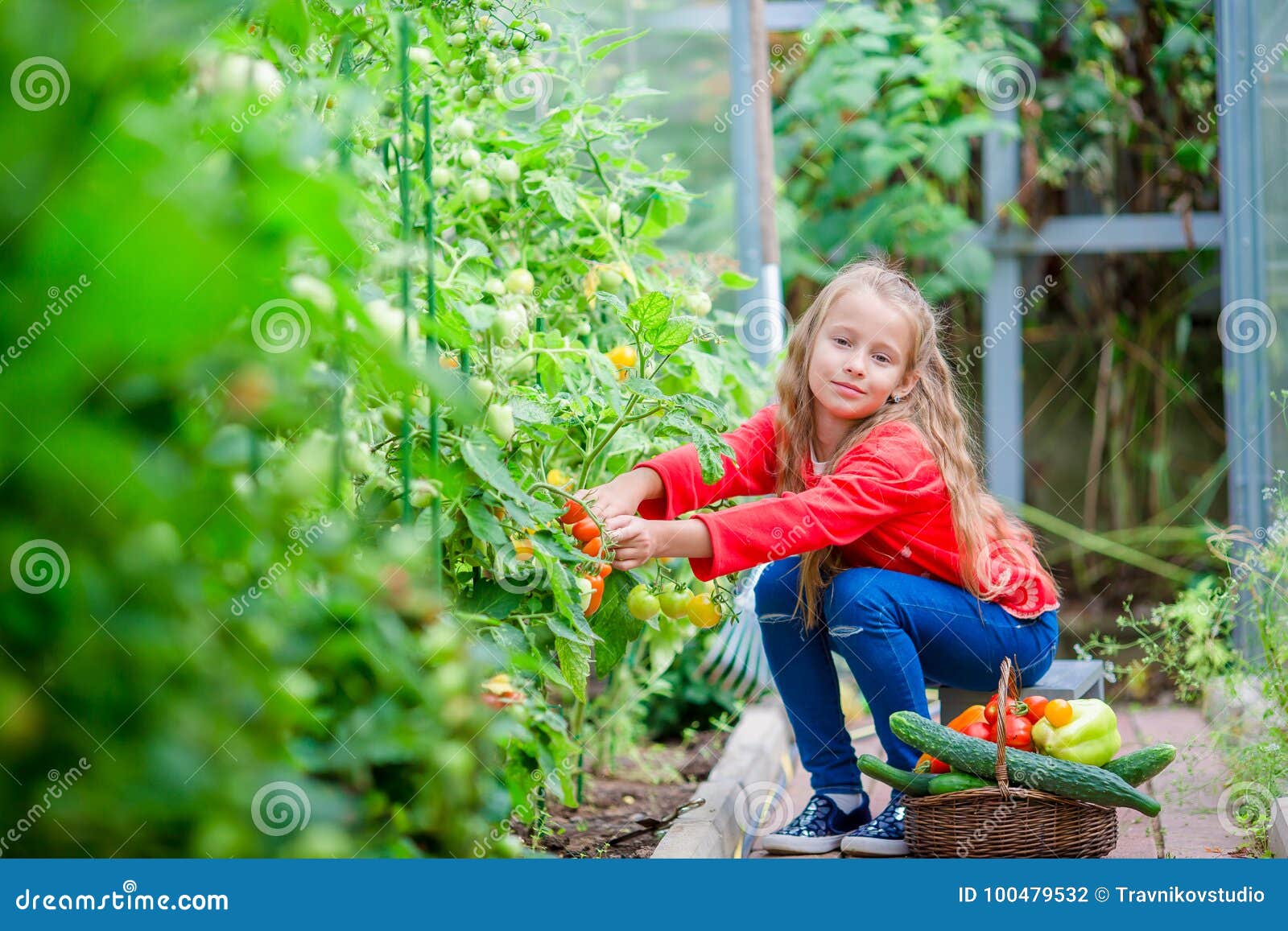 Adorable Little Girl Harvesting Cucumbers and Tomatoes in Greenhouse ...