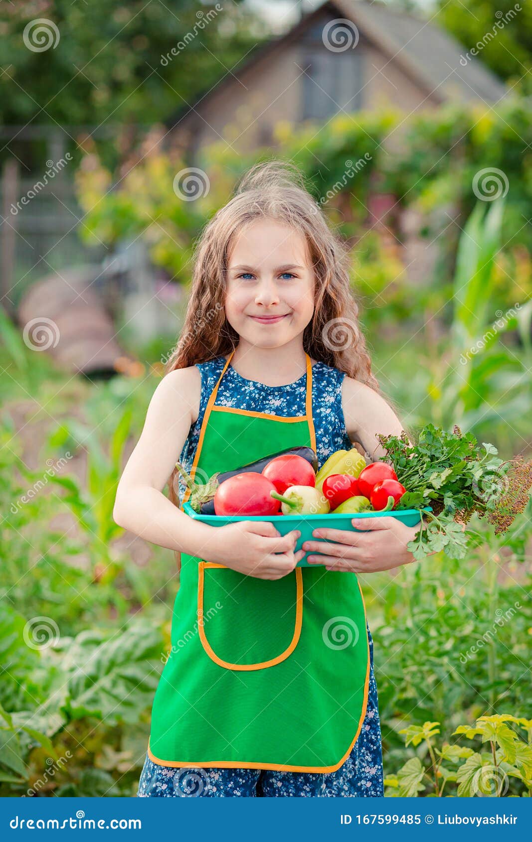 Cute Little Girl in the Garden with a Crop of Ripe Vegetables. the Girl ...