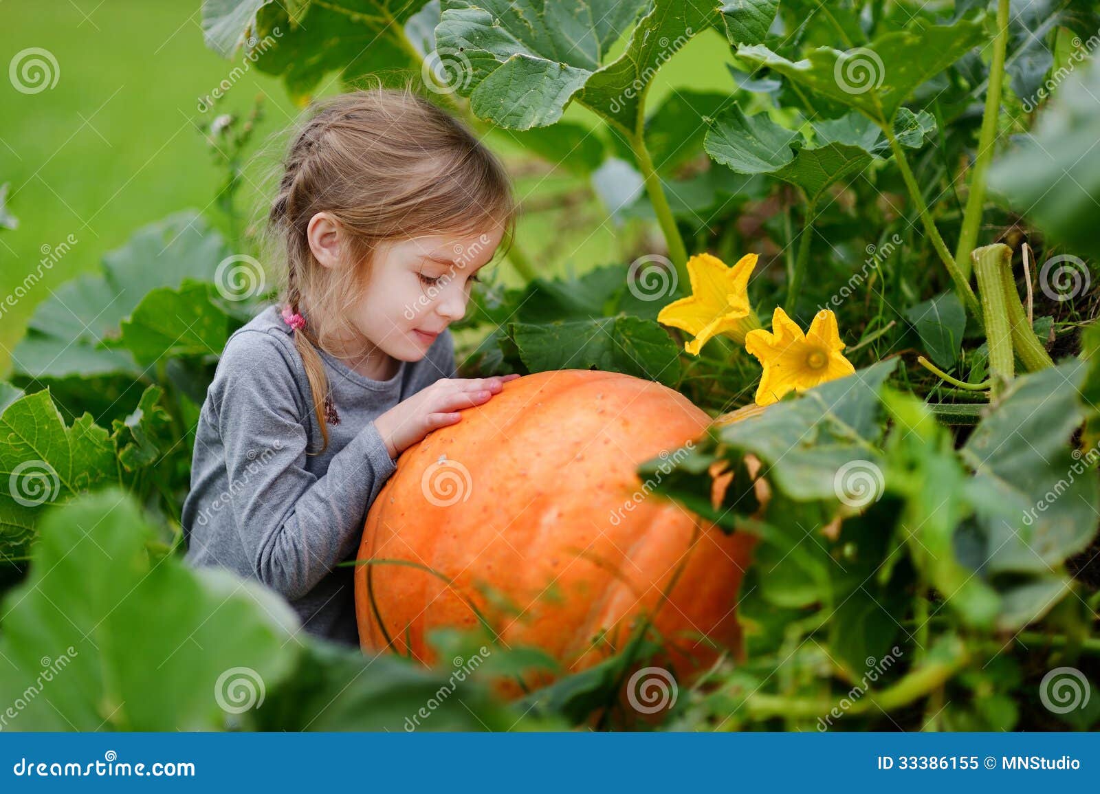 Cute Little Girl Hugging a Pumpkin Stock Image - Image of harvest ...