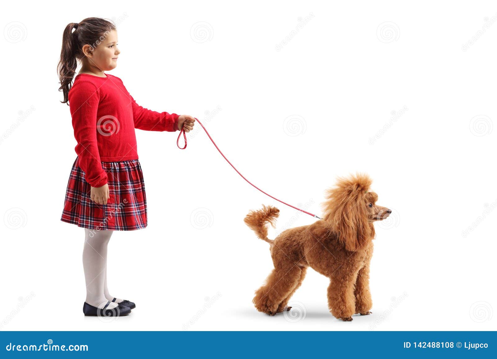 Cute Little Girl with a Red Poodle Dog on a Leash Stock Photo Image