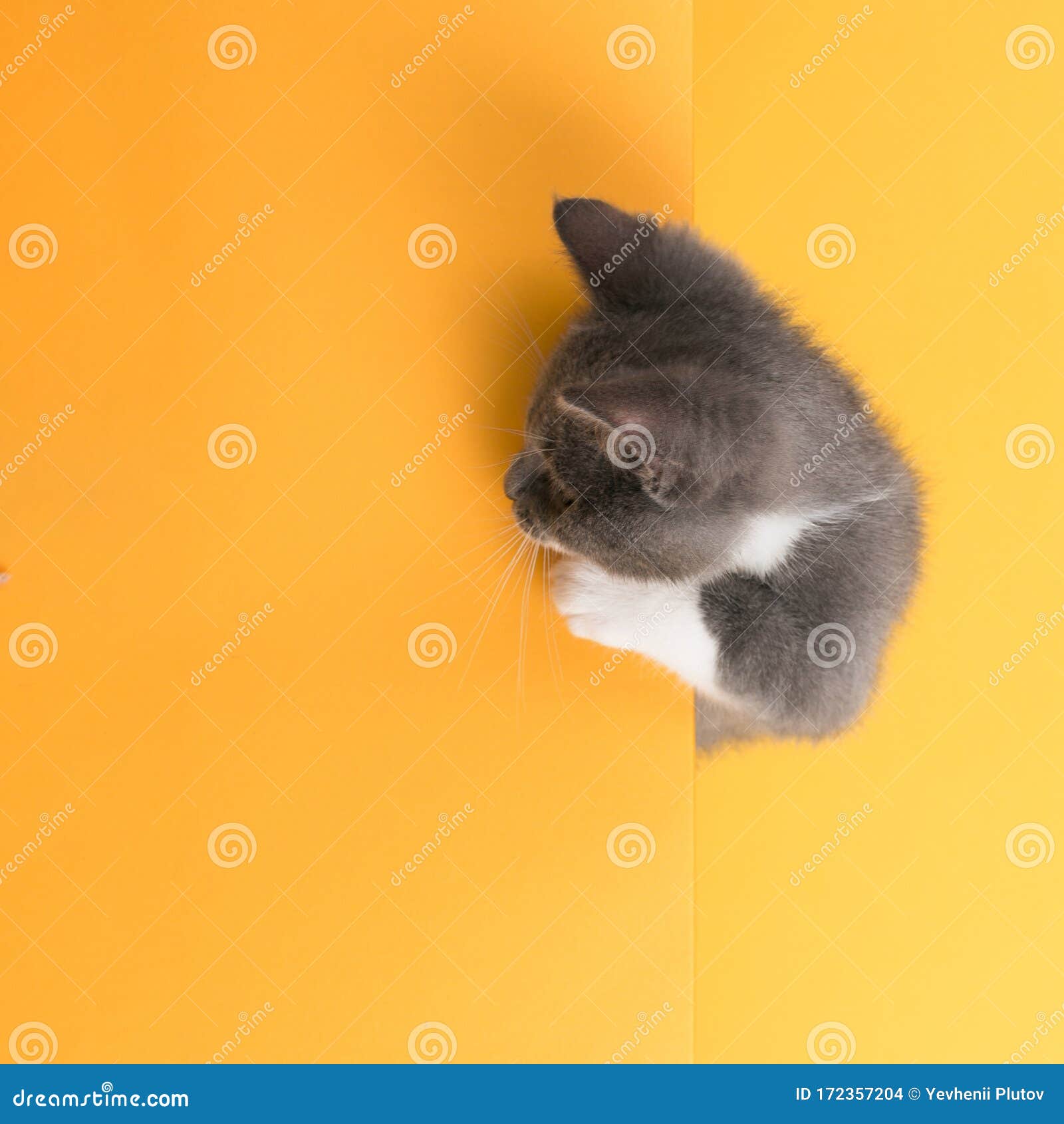 cute little gray cat, on yellow background, looks and plays. buisiness banner, concept, copy space