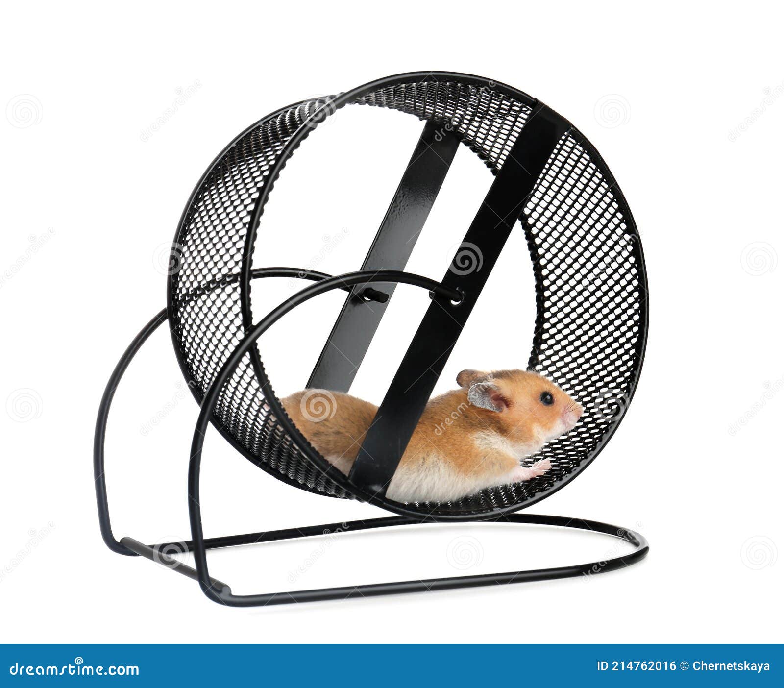 Cute Little Hamster in Spinning Wheel on White Background Stock Photo