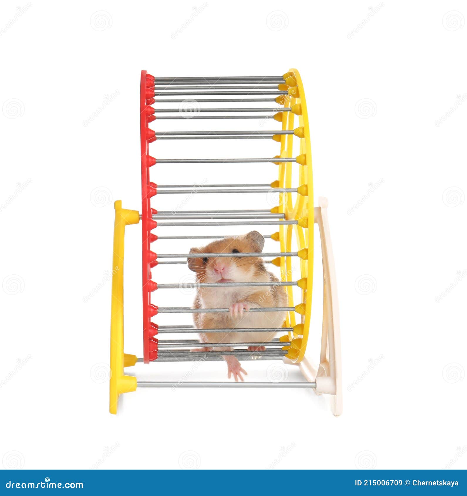 Cute Little Hamster in Spinning Wheel on White Background Stock Image