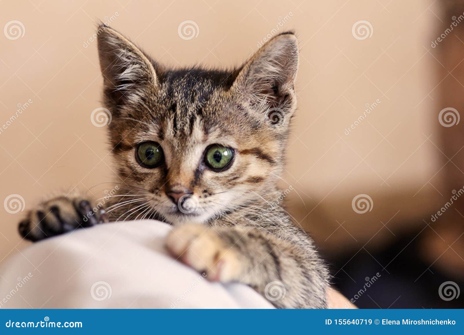 Cute cat looking angry with green eyes sitting on table. Maine c - Stock  Image - Everypixel