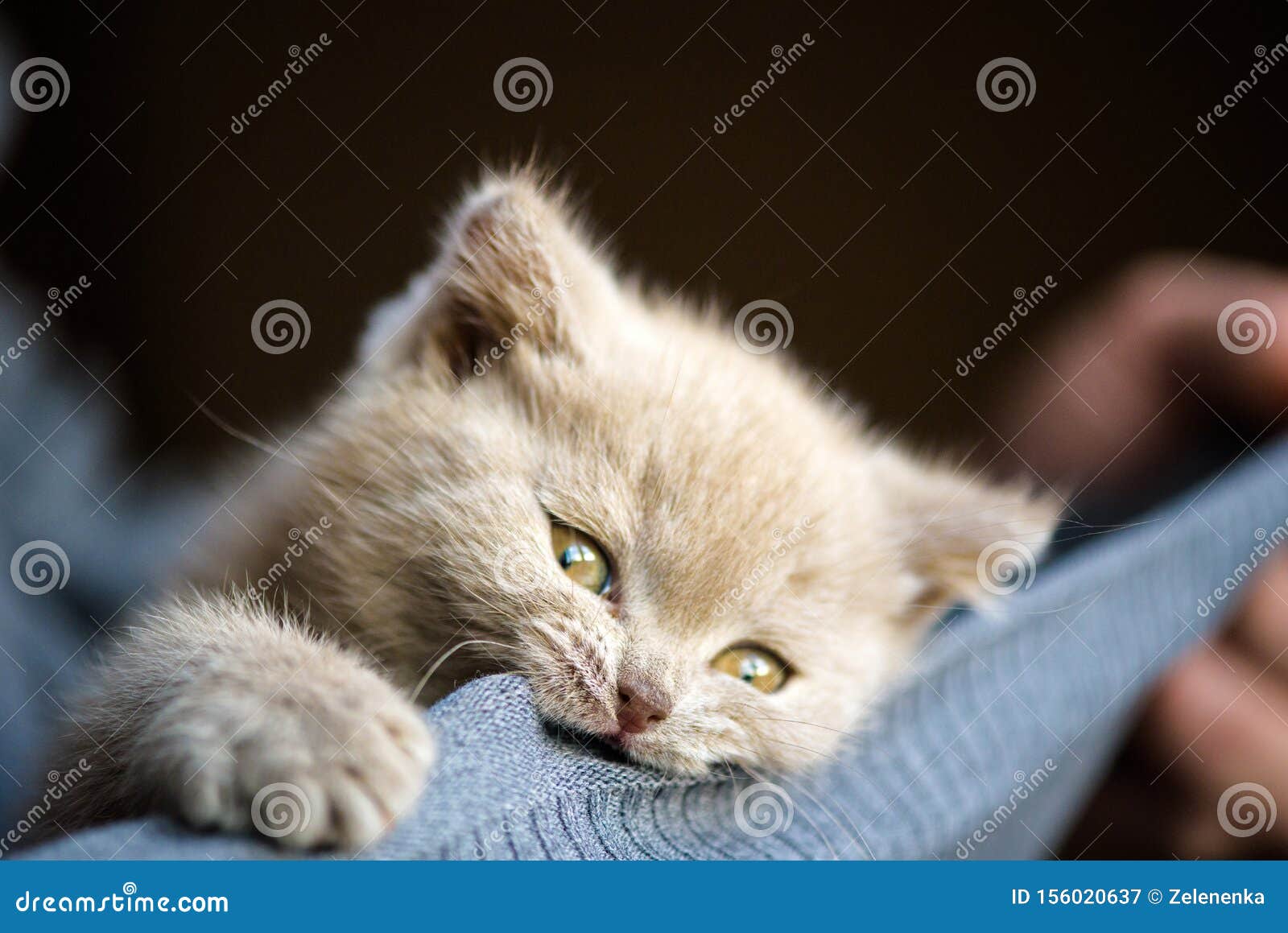Cute Little Kitten, Focus on the Nose Stock Image - Image of beautiful