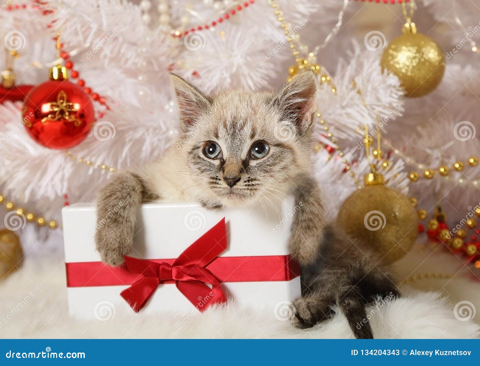 Cute Little Kitten with a Gift Stock Image - Image of play, mammal ...