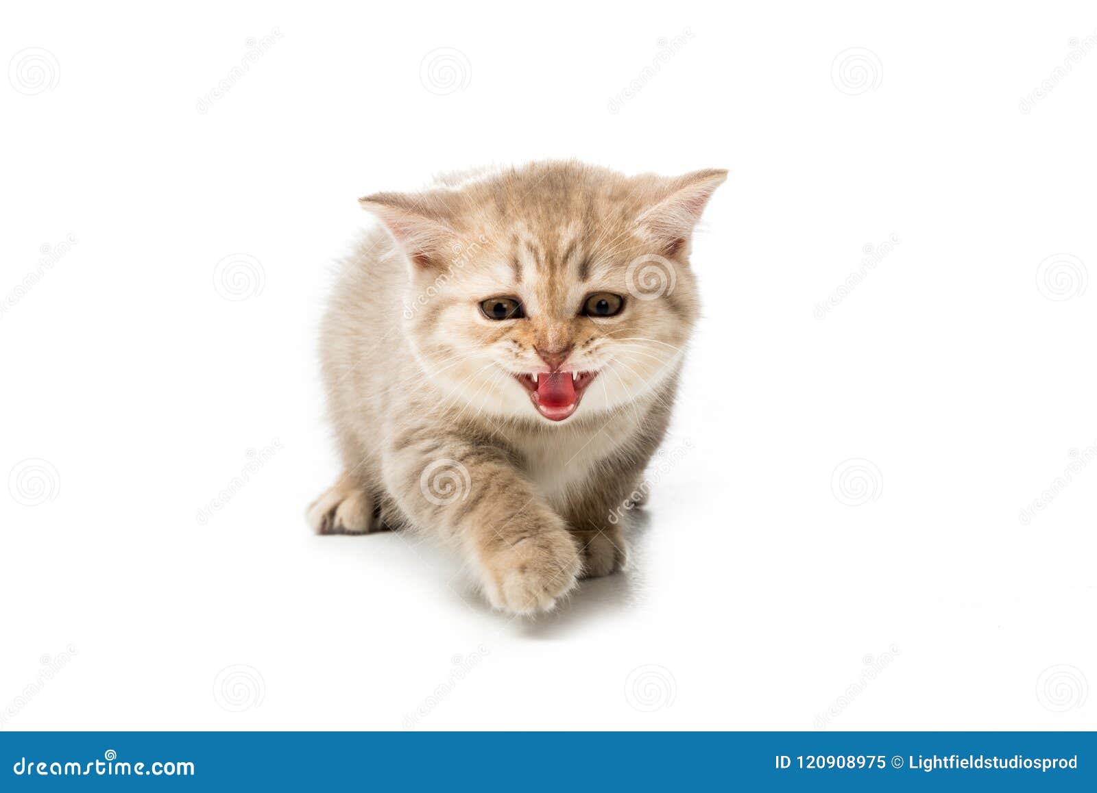 Cute Little Kitten Meowing And Looking At Camera Stock Image Image of