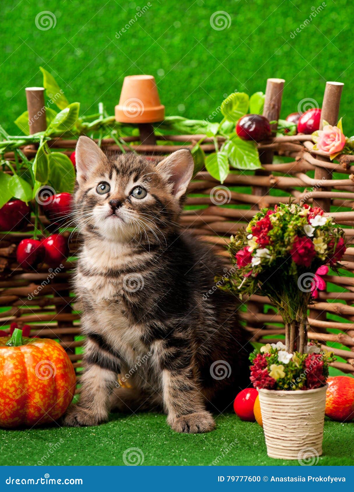 Cute little kitten stock photo. Image of animal, apple - 79777600