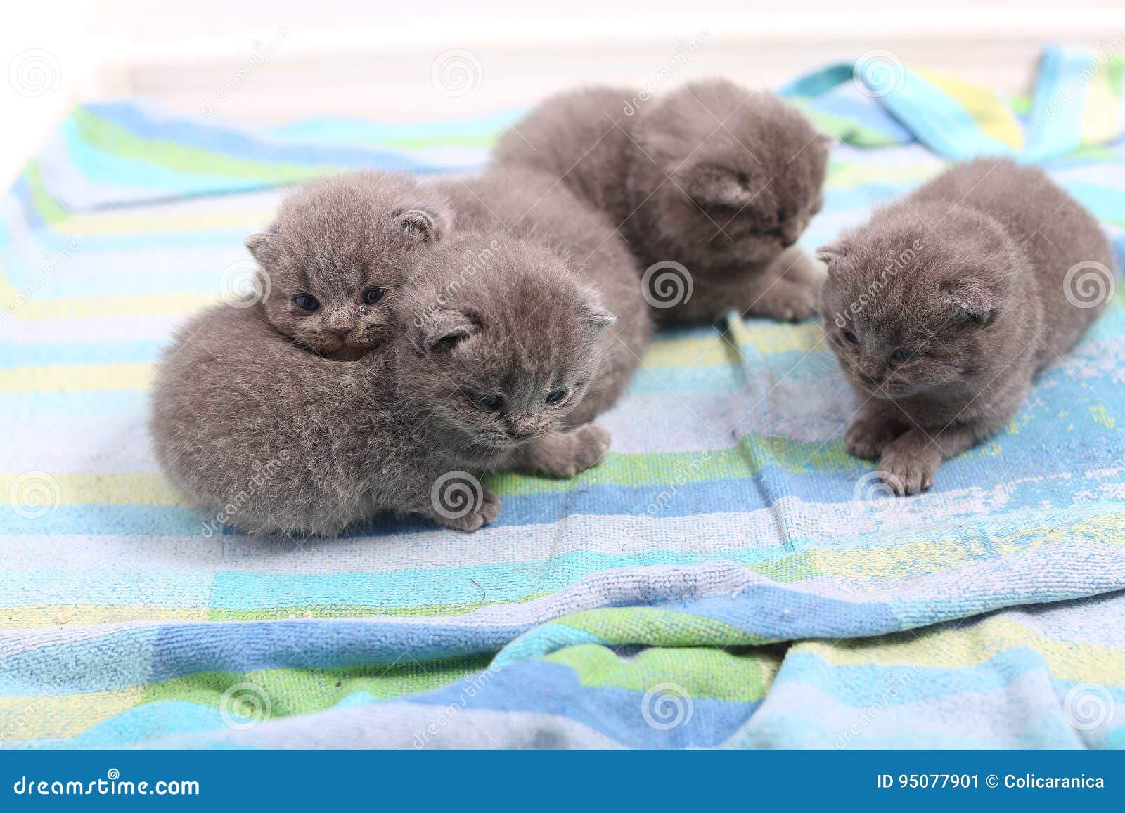 baby kittens cute