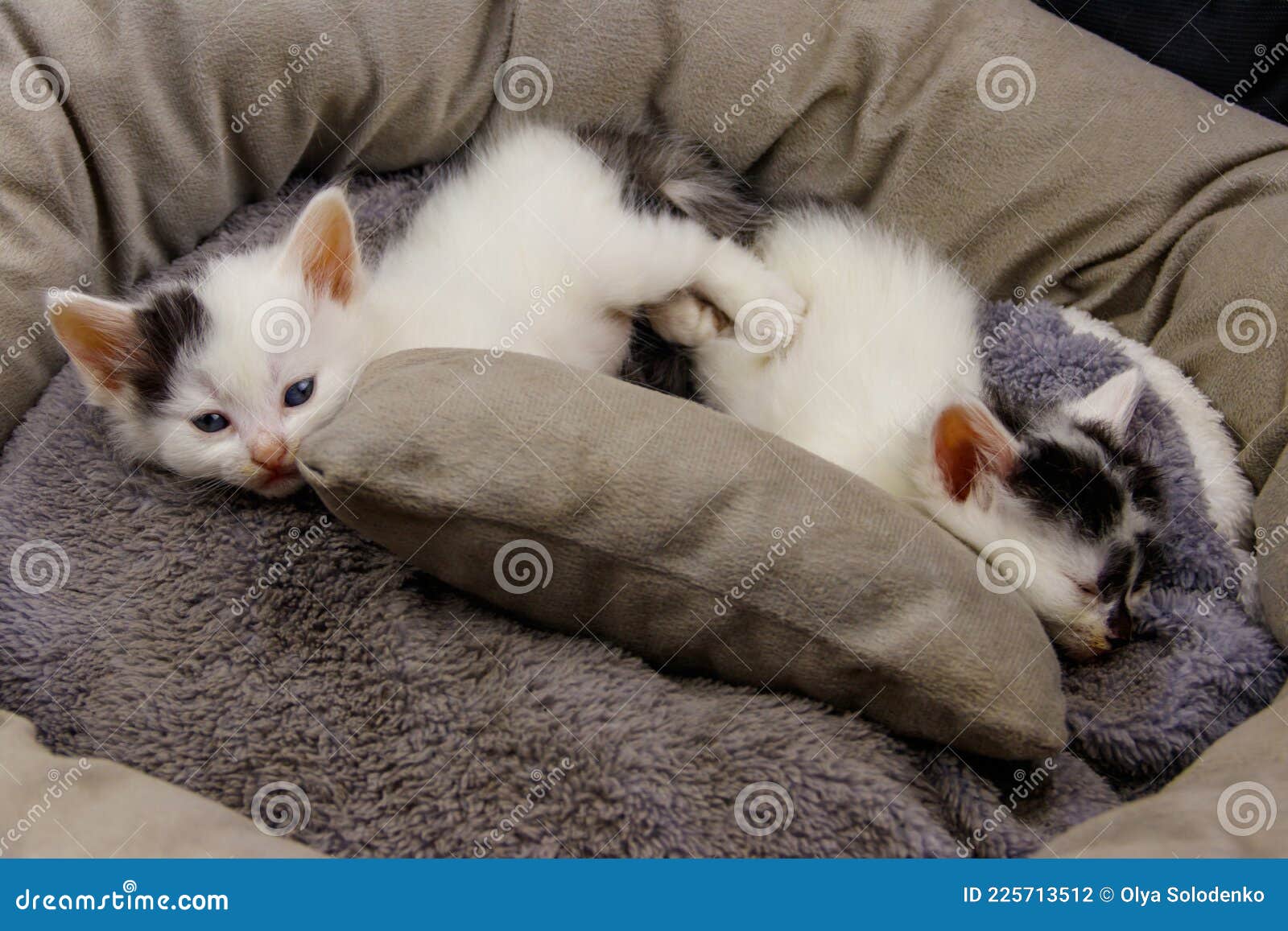 grey kitten bed