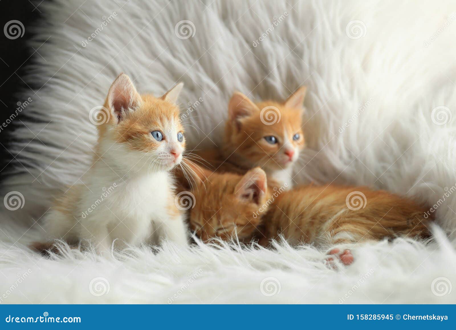 Cute Little Kittens on White Furry Blanket Stock Image - Image of ...