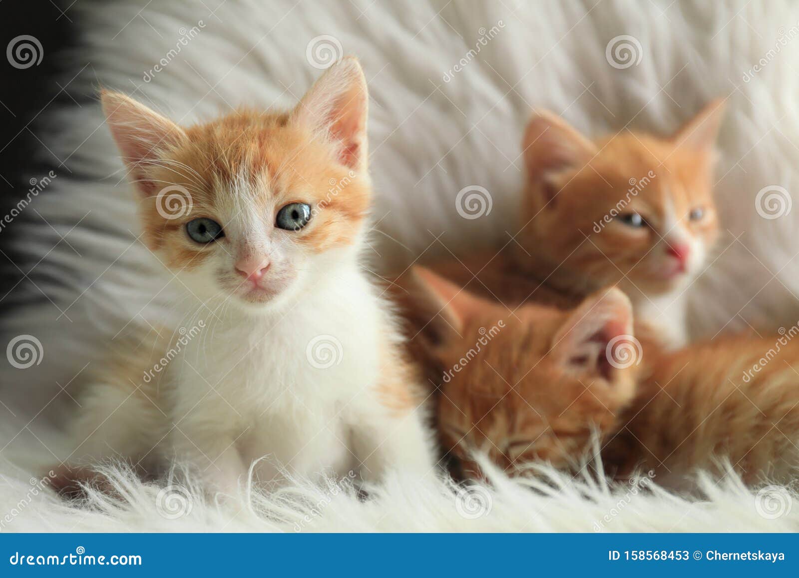 Cute Little Kittens on White Furry Blanket Stock Image - Image of ...