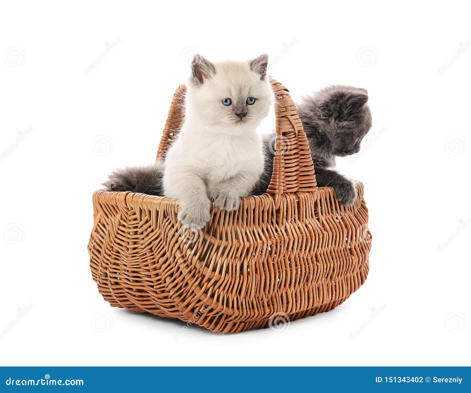 Cute Little Kittens in Wicker Basket on White Background Stock Photo