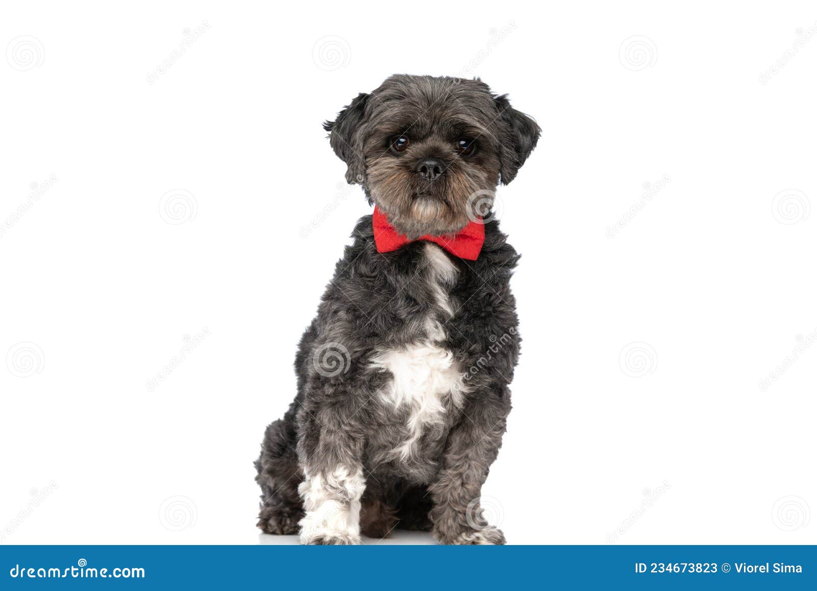 cute little metis dog wearing a red bowtie