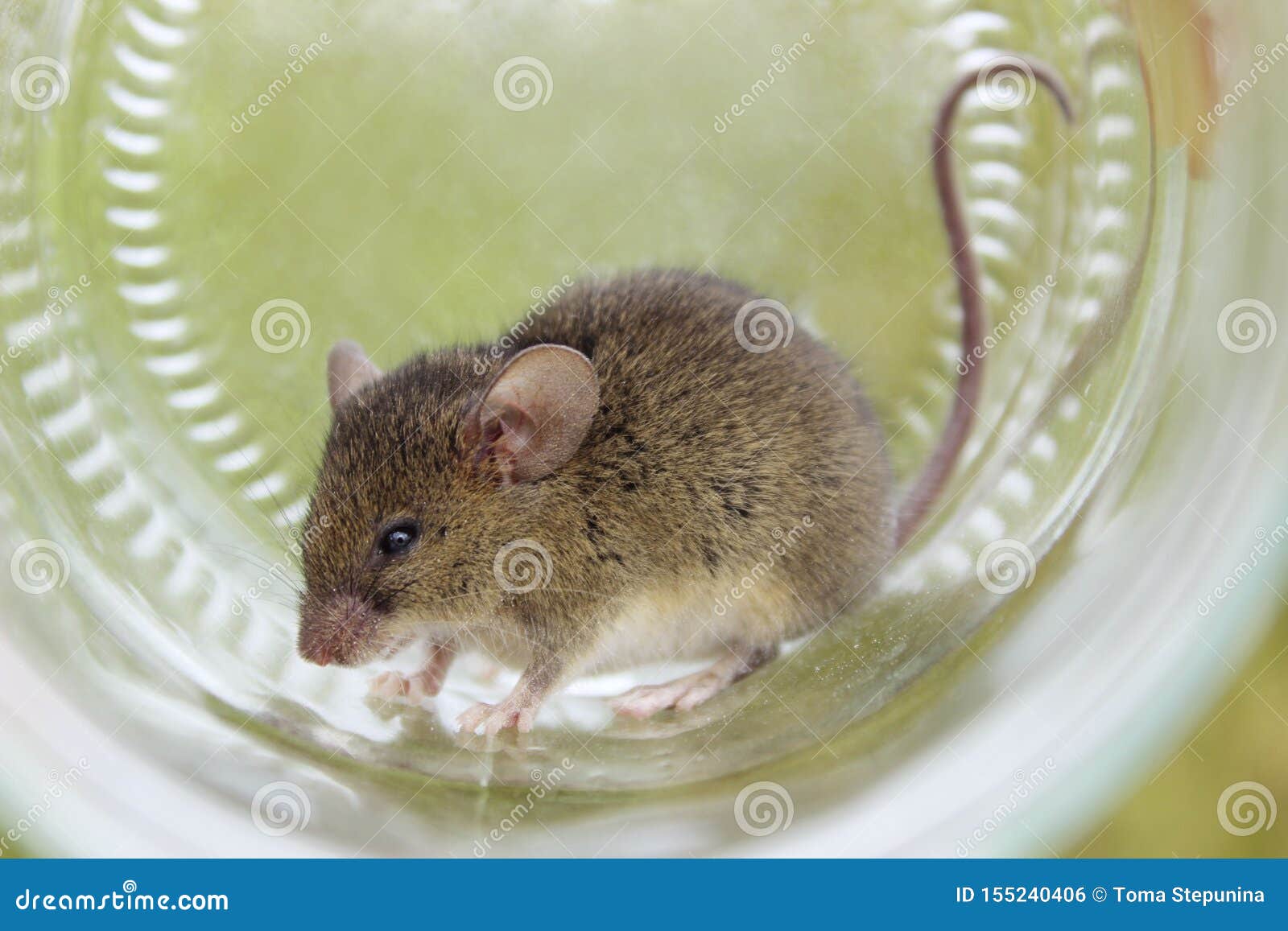 Cute Little Mouse In A Glass Mouse Caught In A Jar Gray