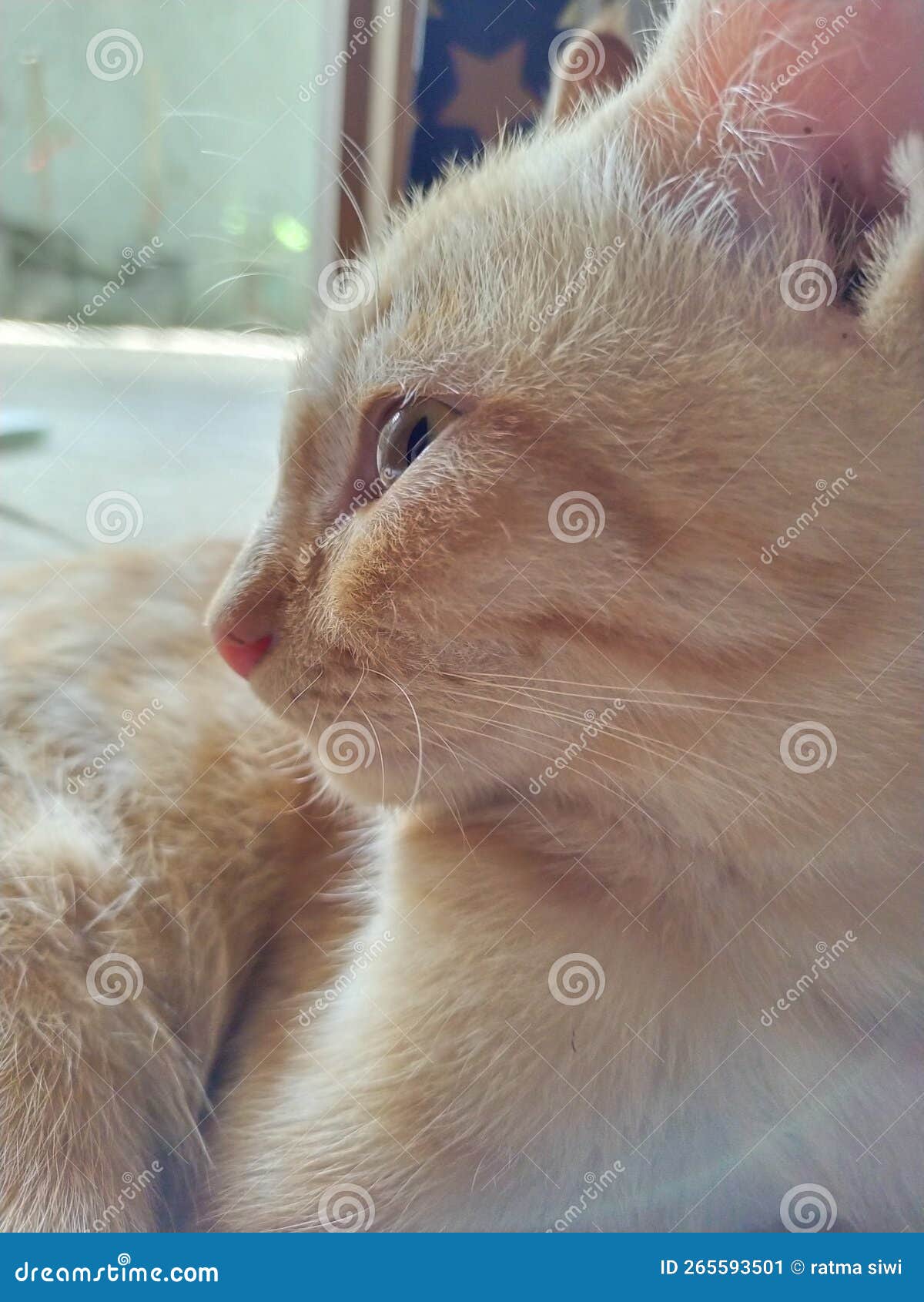 Cute Little Orange Cat with Big Eyes Stock Image Image of nose, snout
