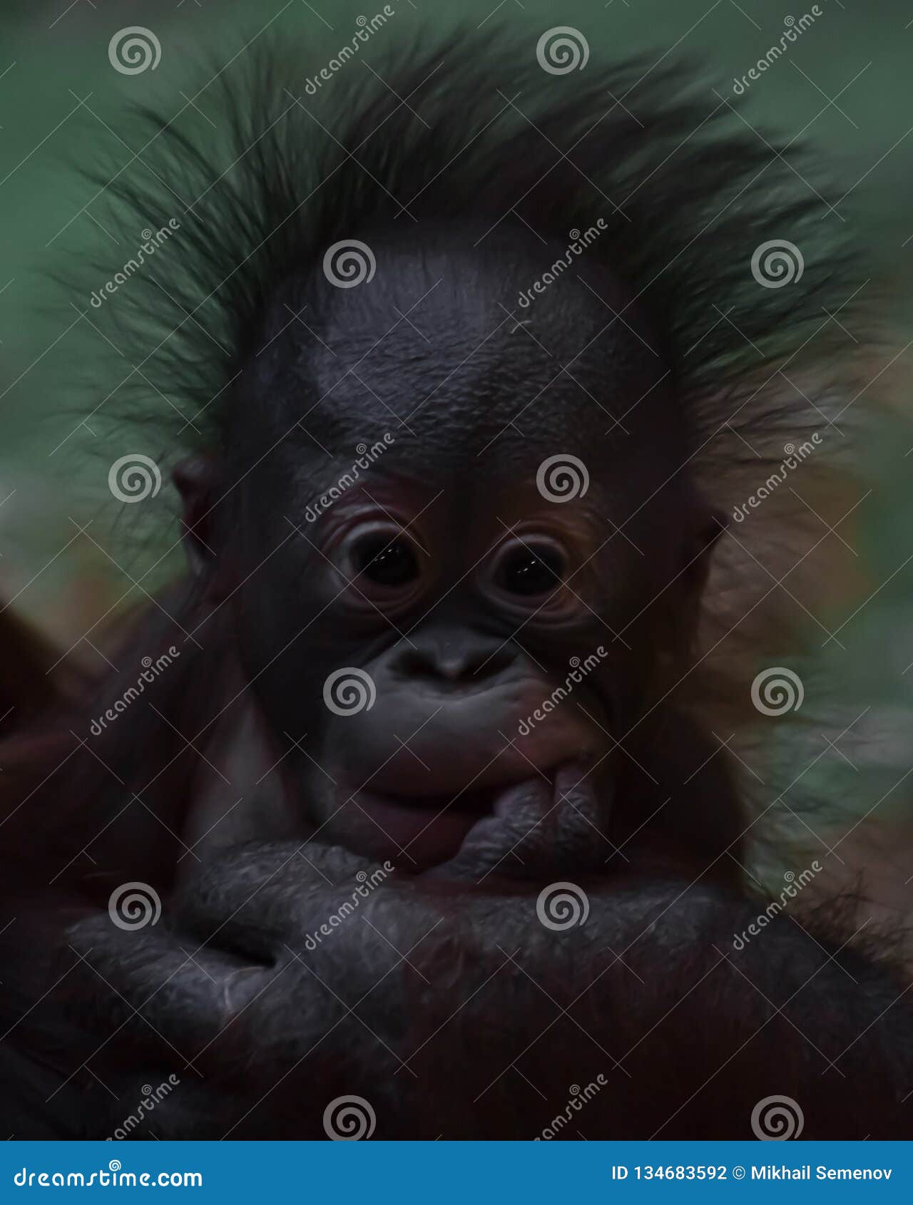 A Cute Little Orangutan Baby with Fluffy Red Hair and Black Eyes Stock Photo - Image of animal, indonesia: 134683592 A Cute Little Orangutan Baby with Fluffy Red Hair and Black Eyes Stock Photo - Image of animal, indonesia: 134683592