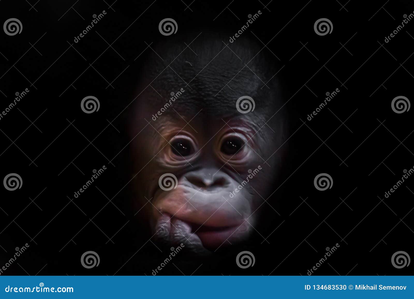 A Cute Little Orangutan Baby with Fluffy Red Hair and Black Eyes Stock  Photo - Image of forest, background: 134683530
