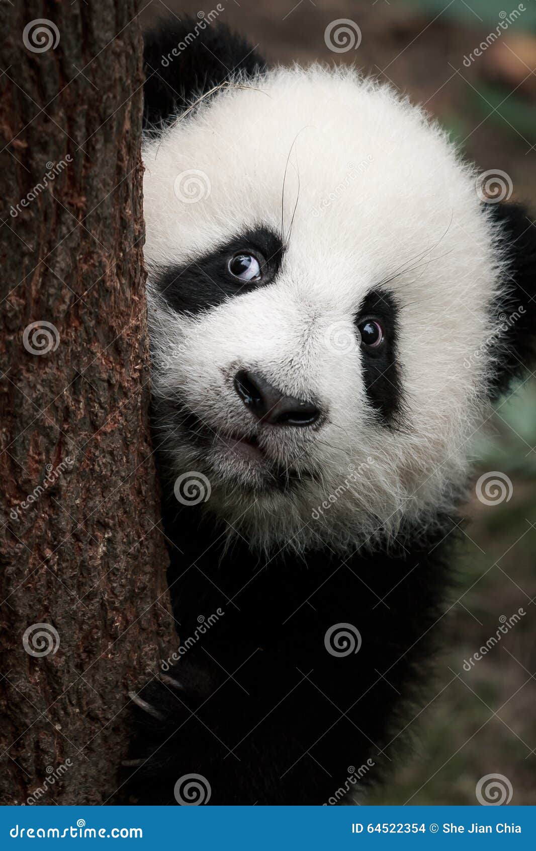 43+ Thousand Cute Panda Face Royalty-Free Images, Stock Photos & Pictures