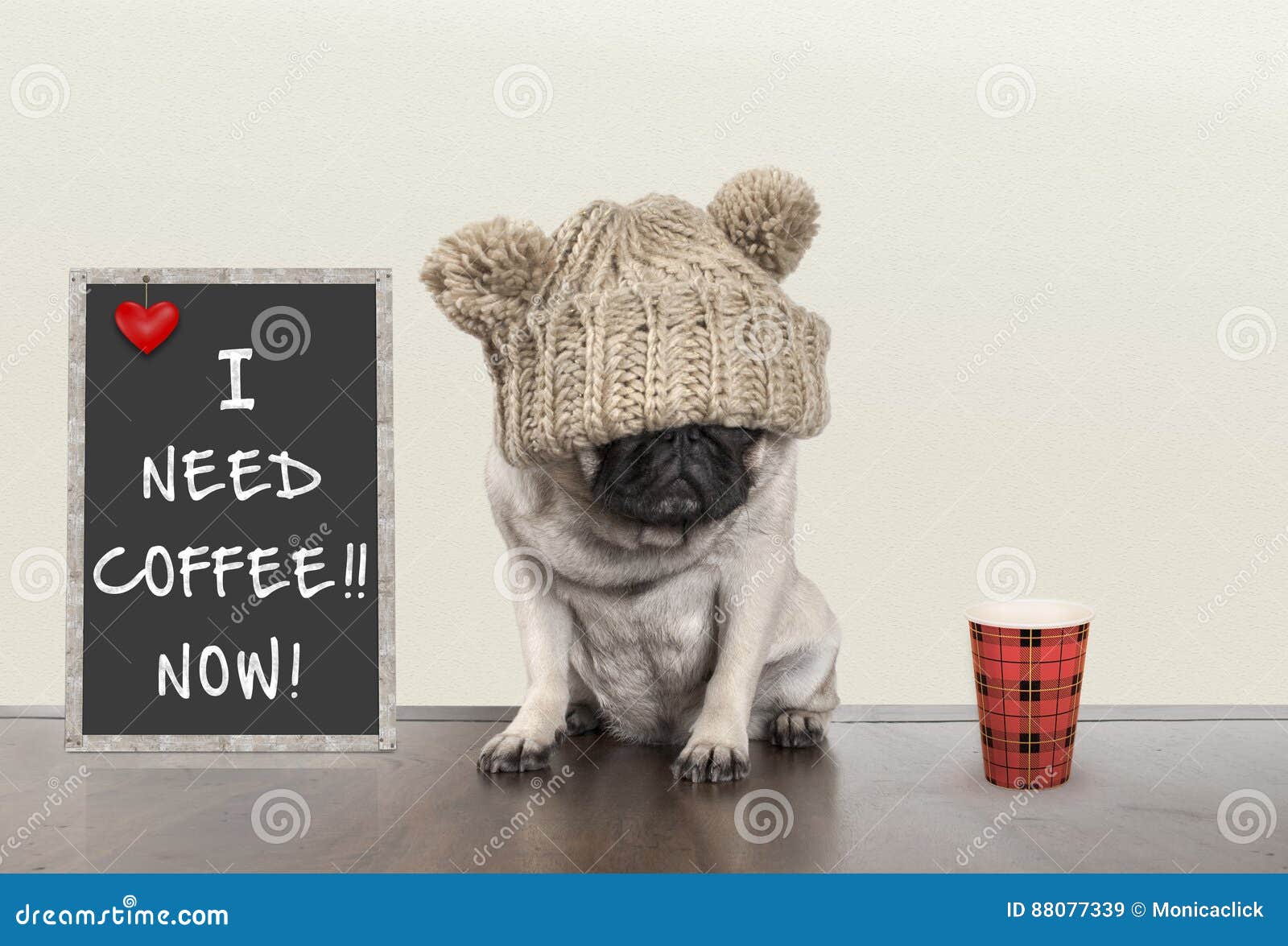 cute little pug puppy dog with bad morning mood, sitting next to blackboard sign with text i need coffee now, copy space
