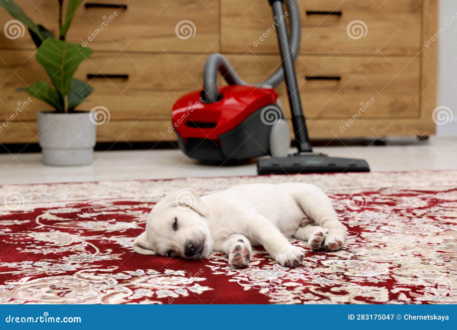 Cute Little Puppy Sleeping on Carpet at Home Stock Image Image of