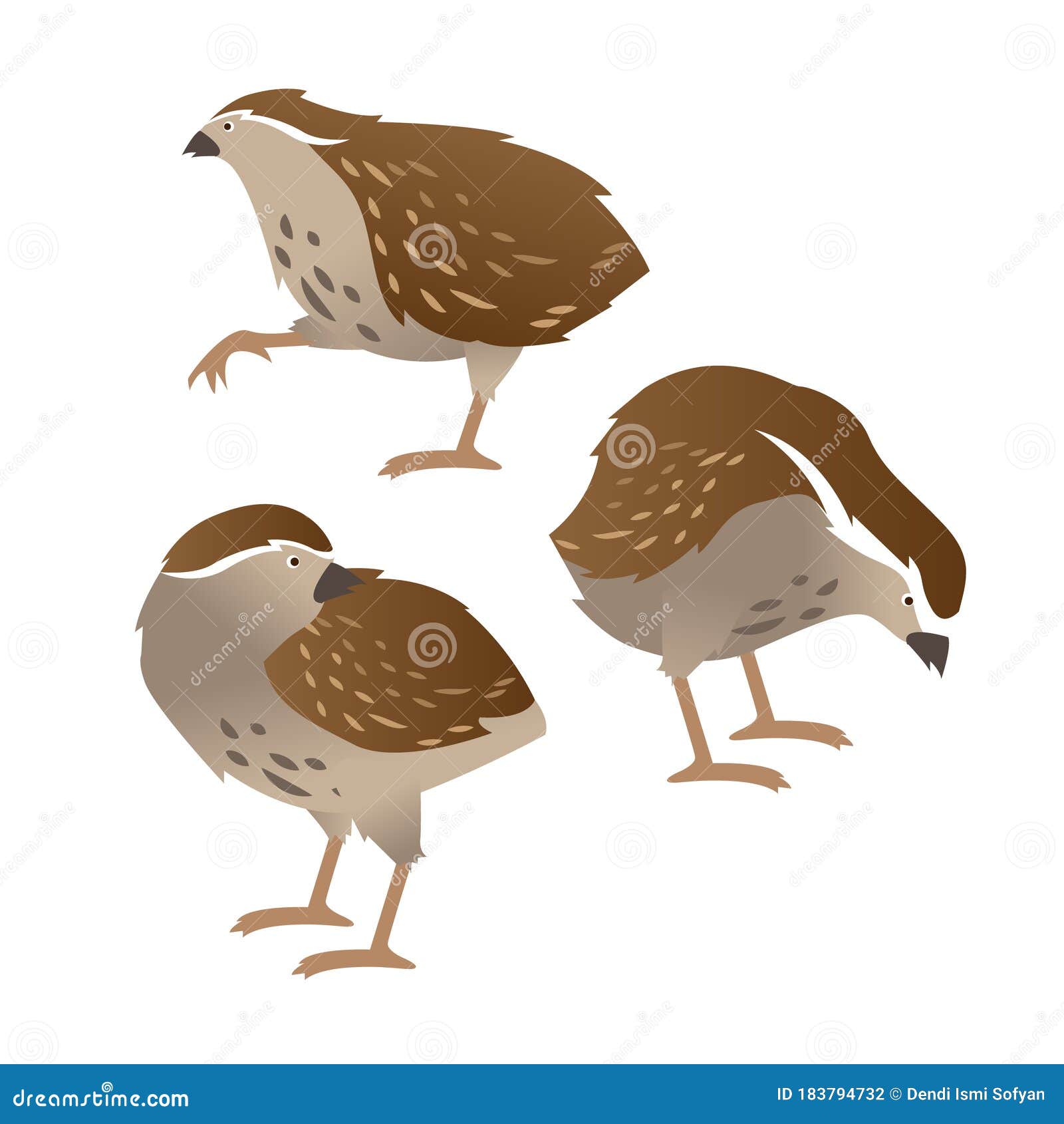 Cute little quail cartoon stock vector. Illustration of design - 183794732