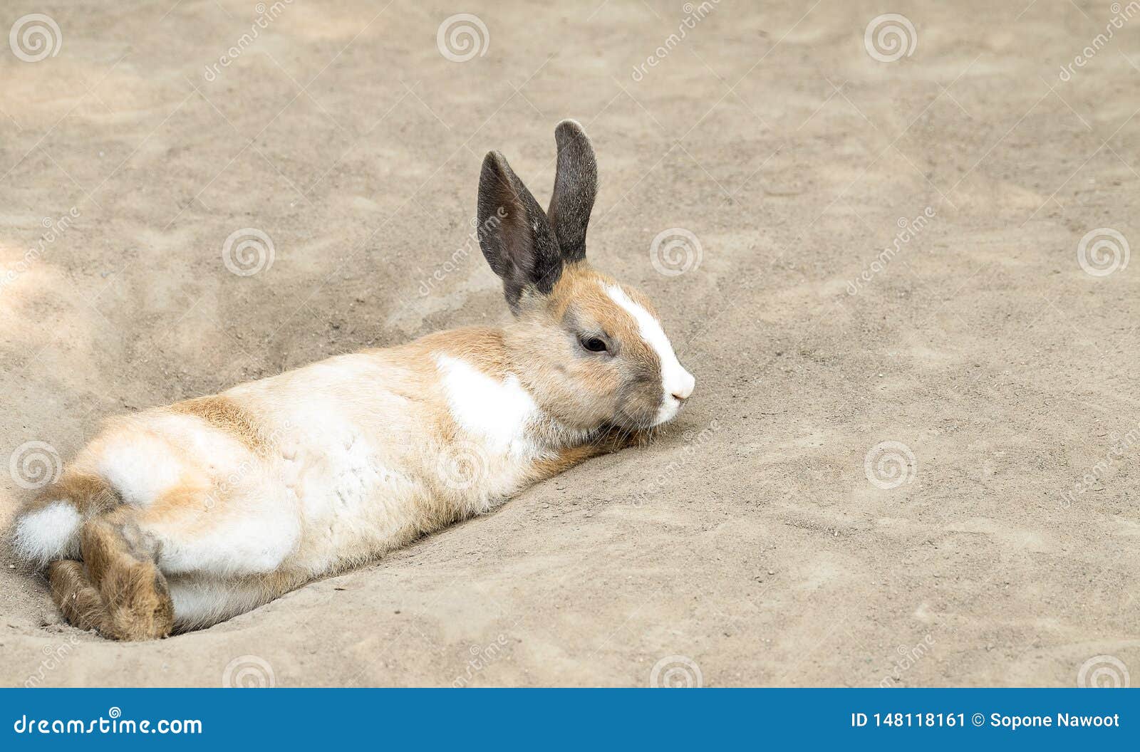 Cute Little Rabbit Stock Image Image Of Animal Teeth