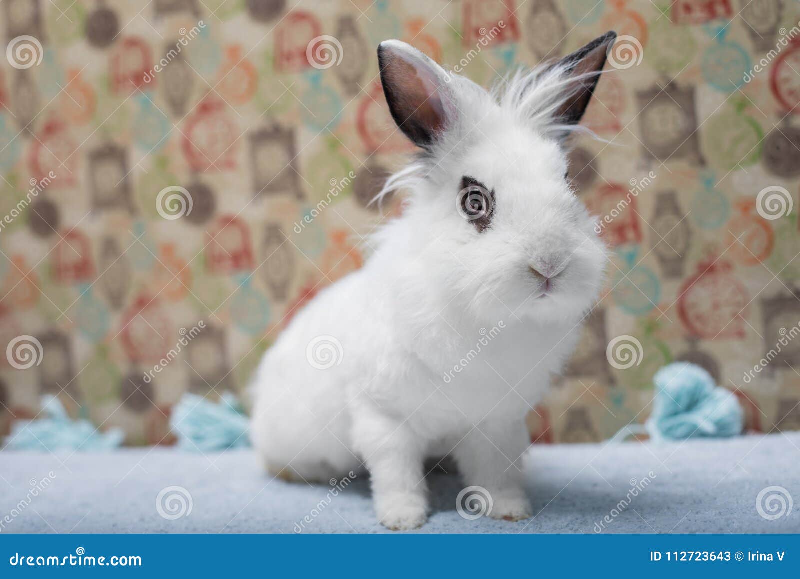 Cute White Baby Bunny Rabbit Lionhead Stock Image Image Of Rabbit Cute 112723643