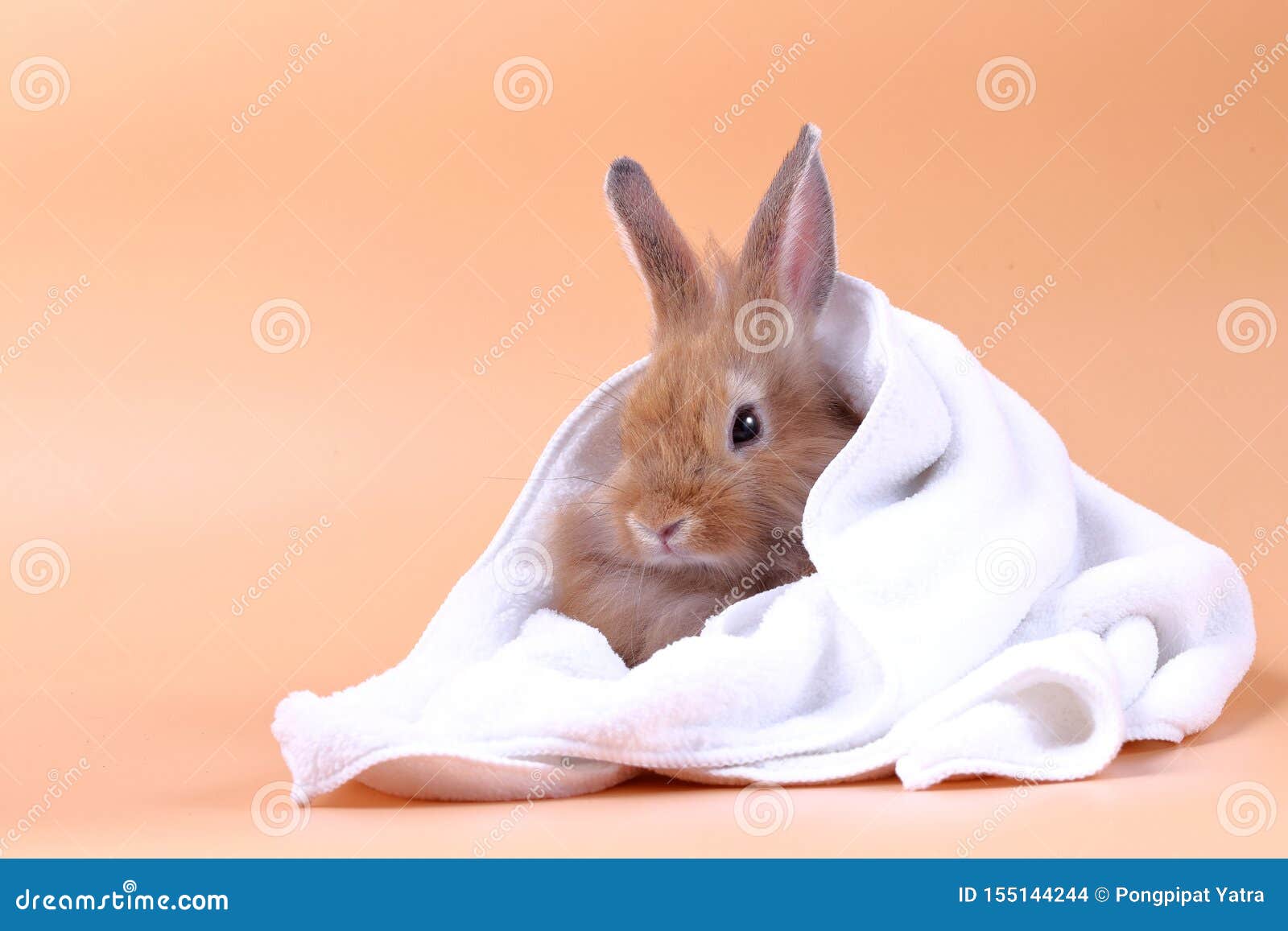 enzymatic ear solution