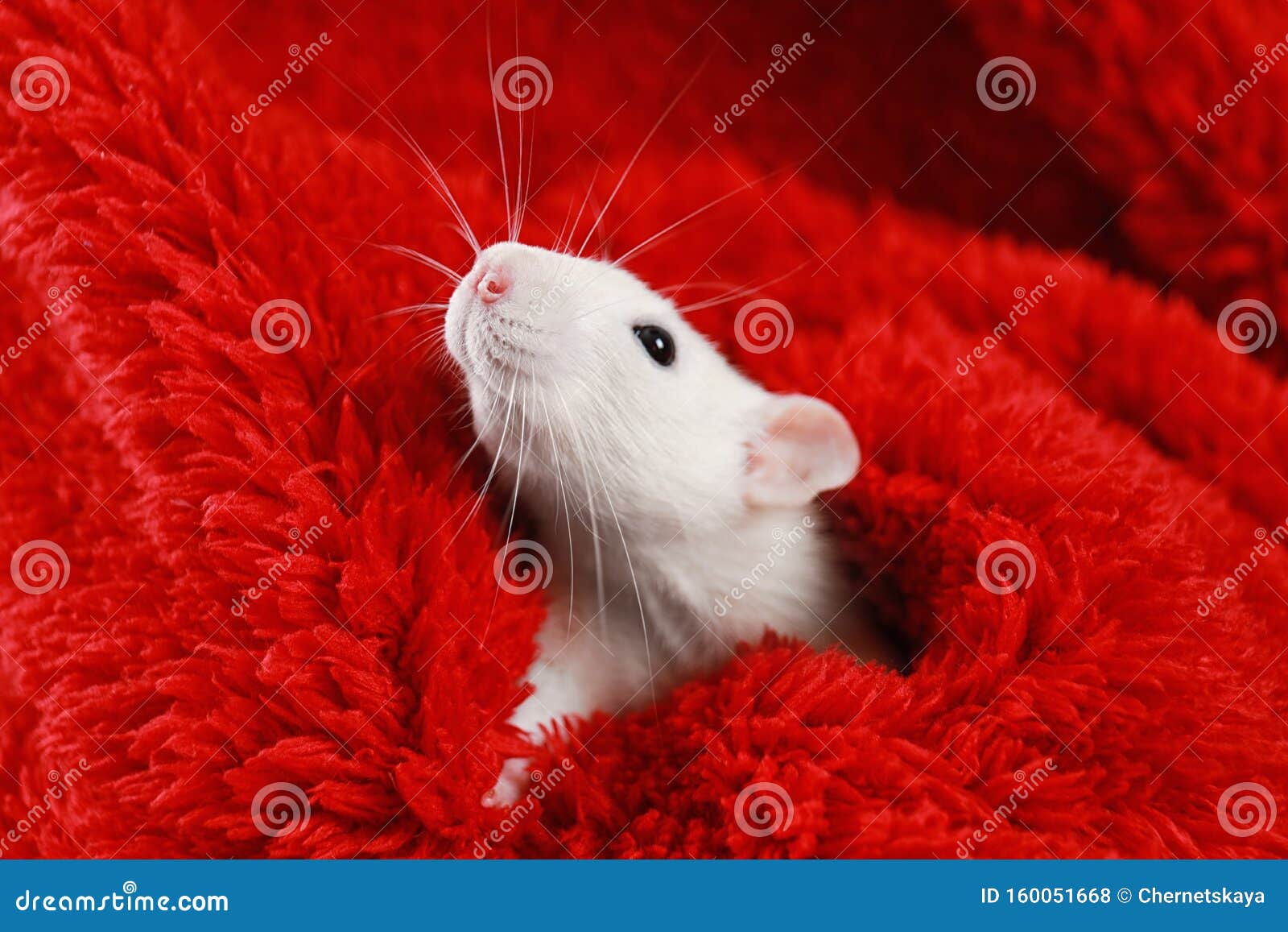 Cute Little Rat Wrapped in Red Blanket Stock Photo Image of funny