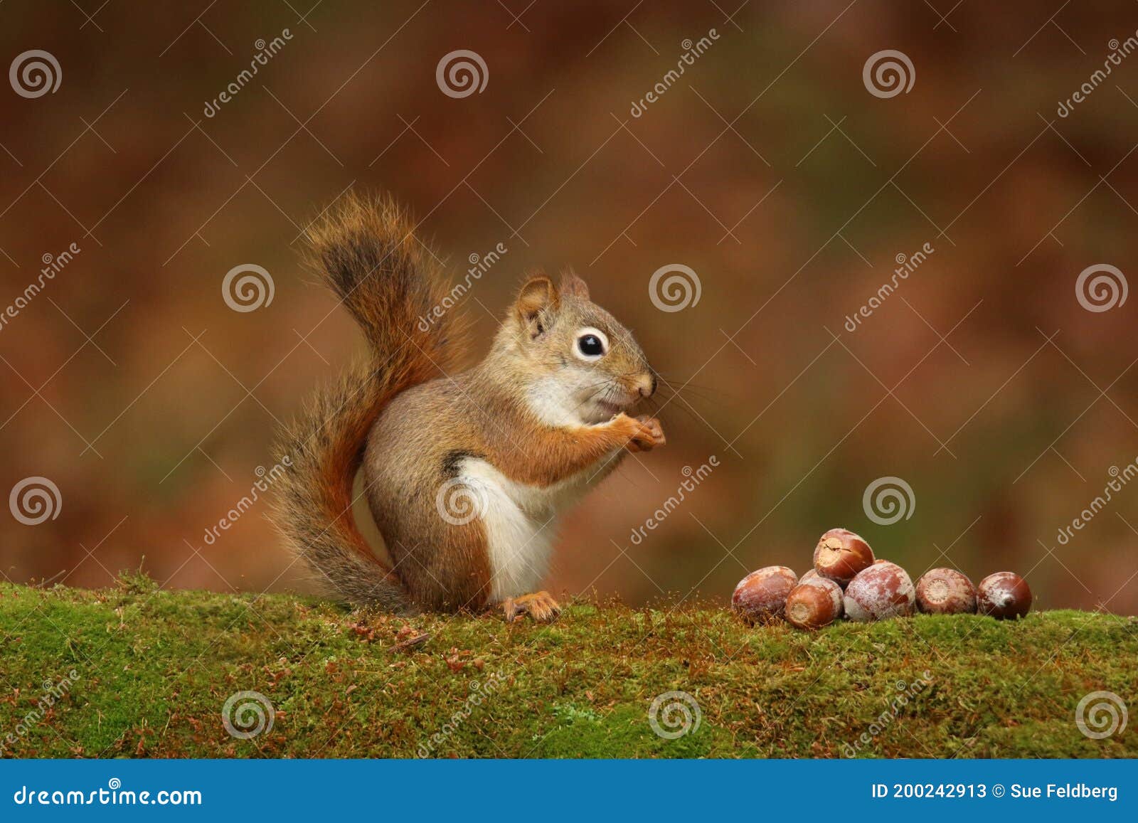 cute little red squirrel sitting on a branch eating acorns in fall