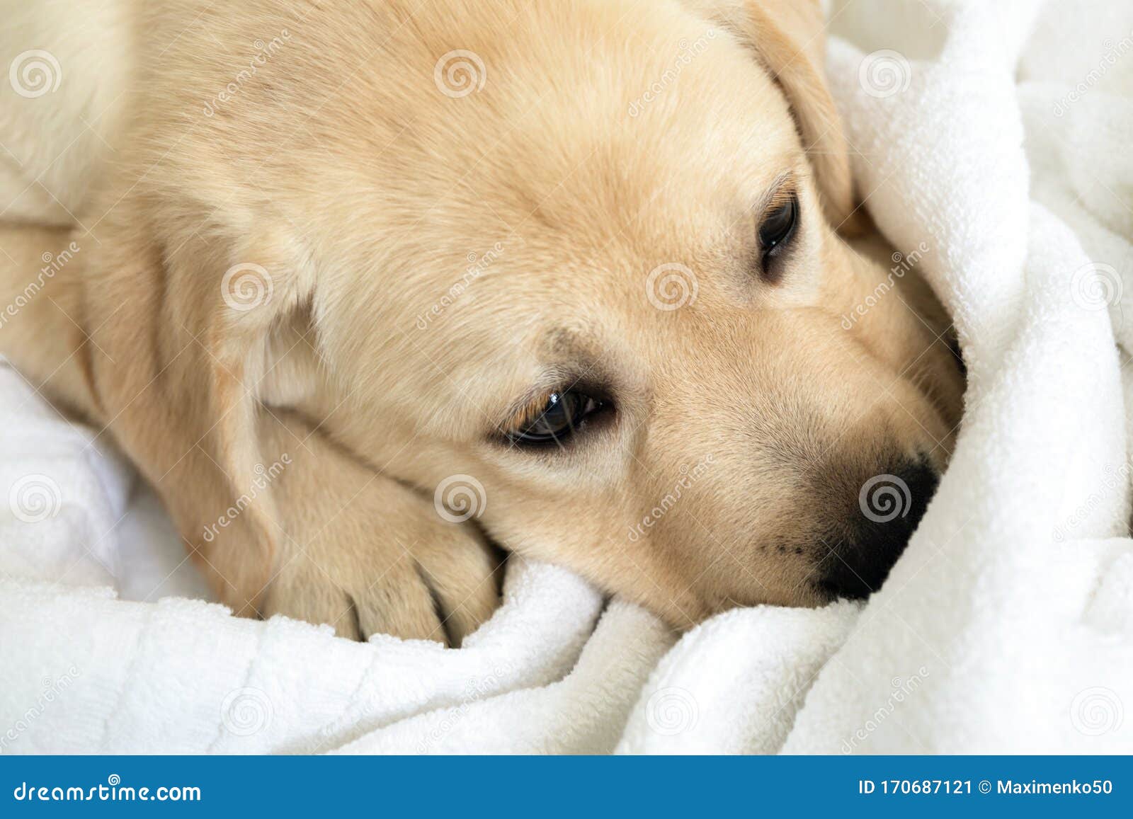 Cute Little Six Week Old Golden Retriever Puppy Sleeping on White