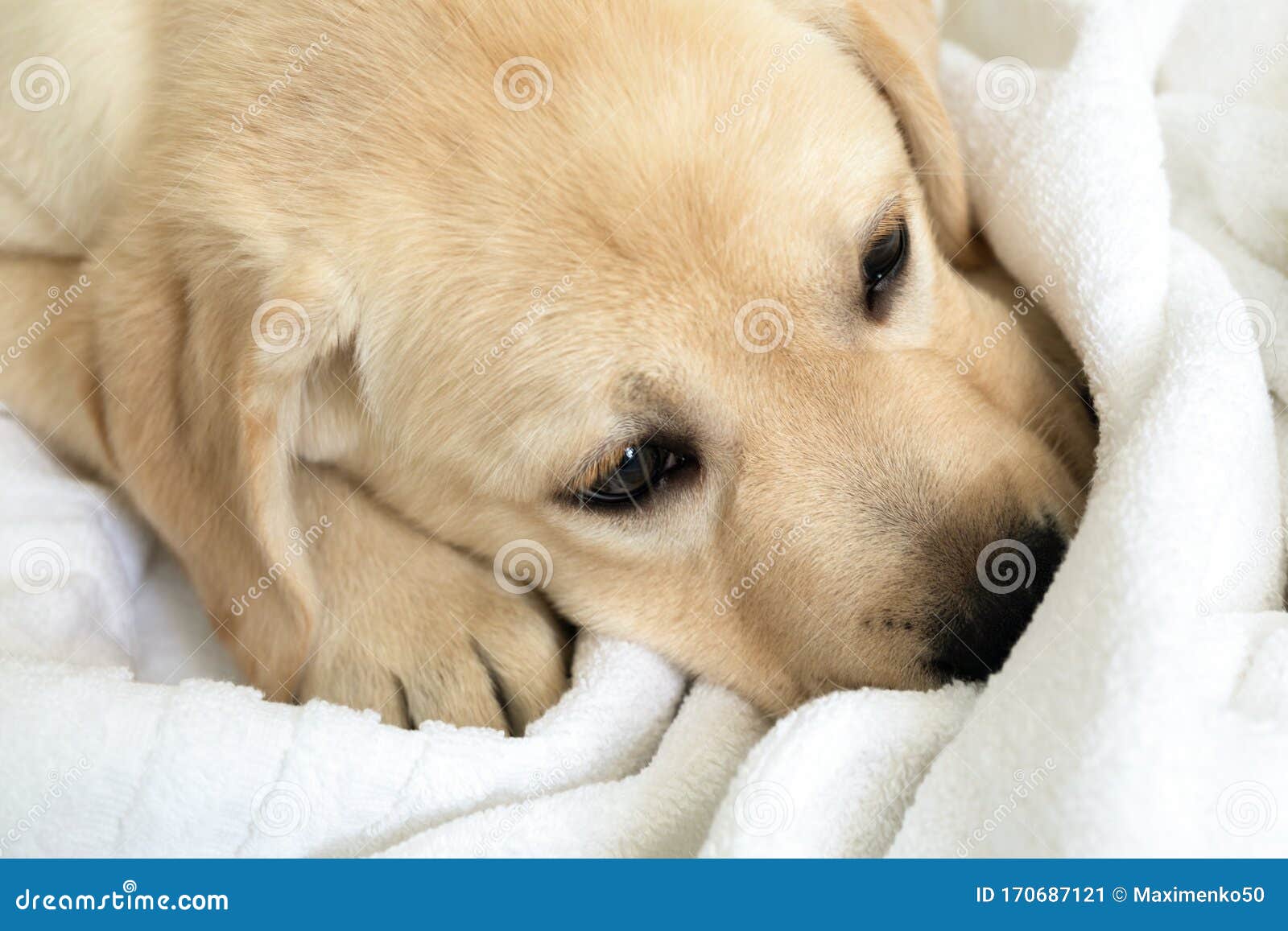 cute little golden retriever puppies