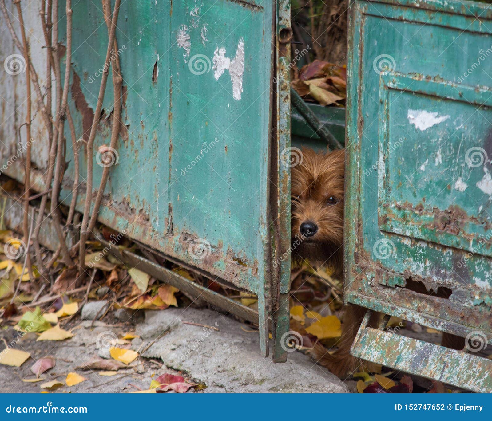 Cute little sneaking dog stock photo. Image of pets 152747652