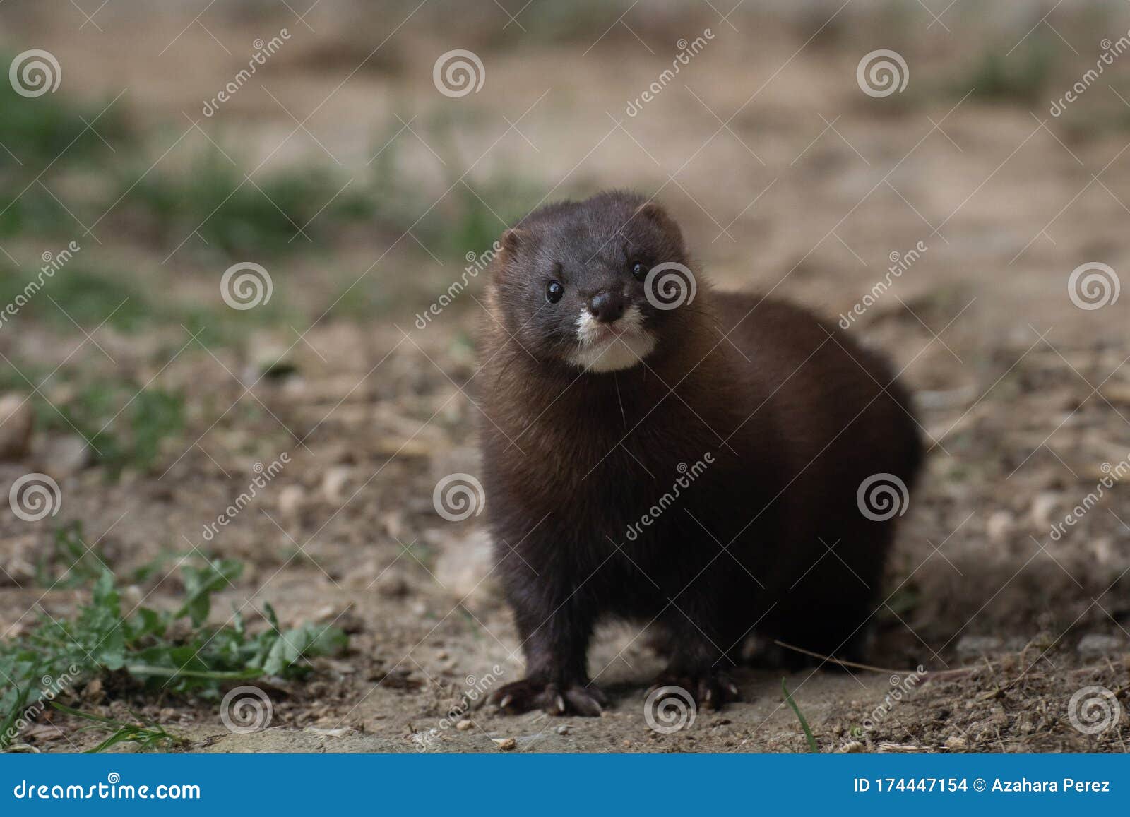 cute little european mink in madrid