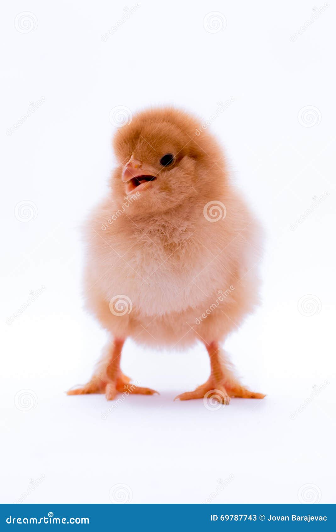 Cute little yellow chick stock image. Image of fuzzy 69787743