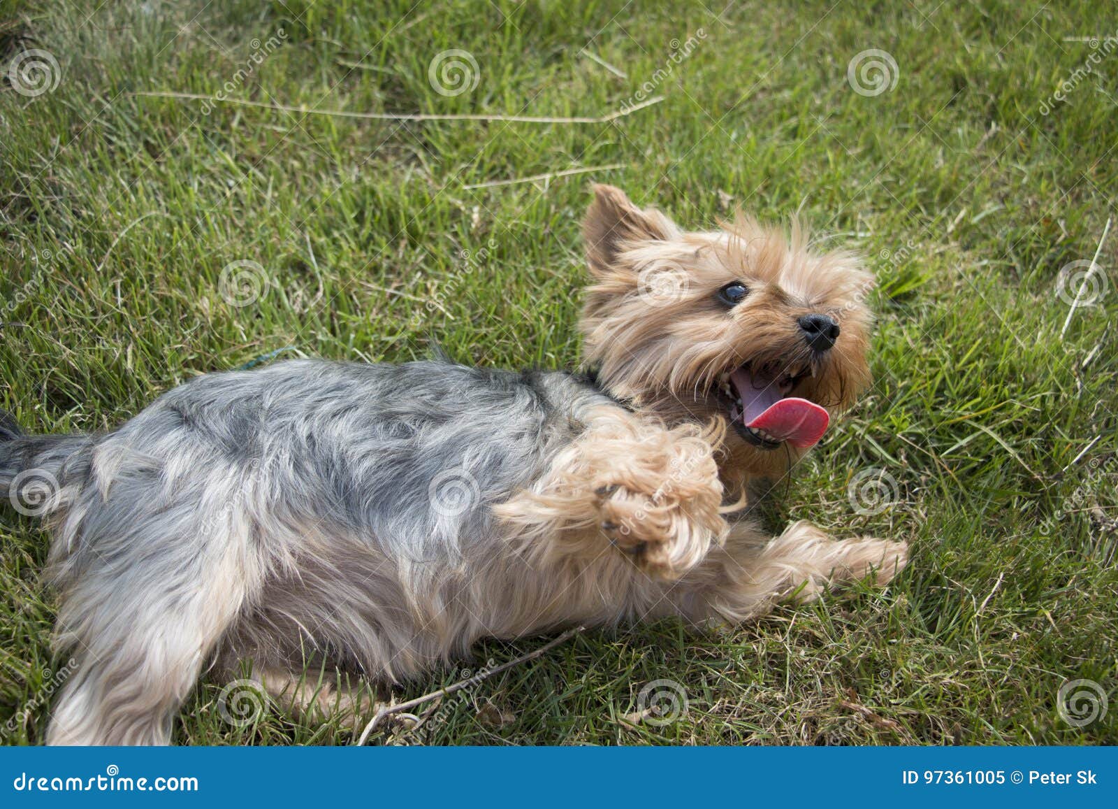 Cute Little Yorkshire Dog Laying Down on Green Grass Stock Image ...